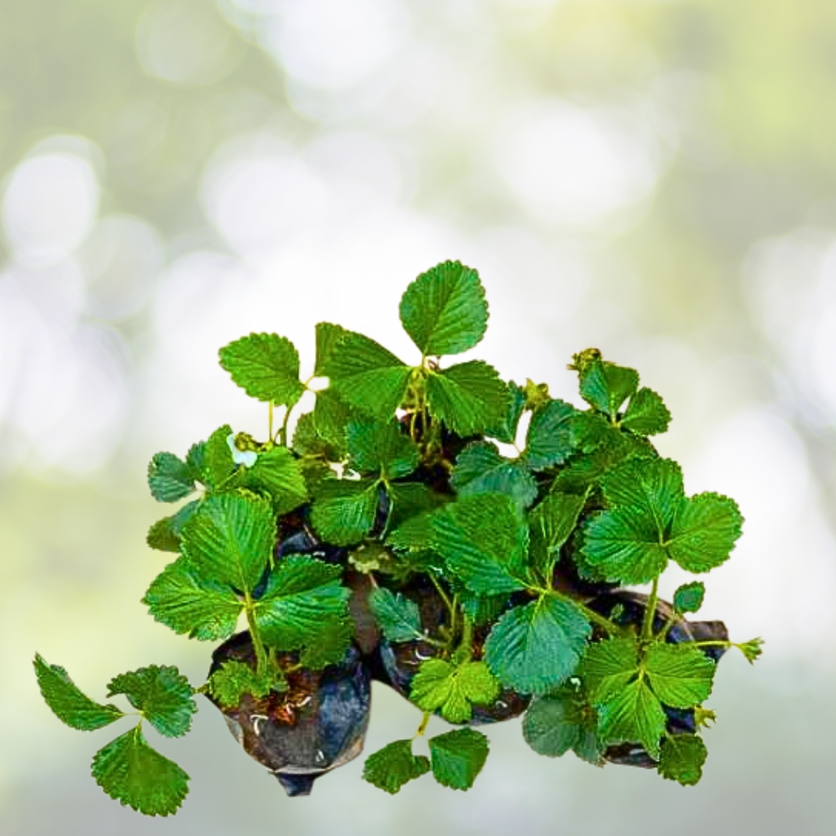 200 Pcs Cream Strawberry Seeds - Hardy Perennial Herb - Fragaria x ananassa - Ideal for Fall & Spring Planting