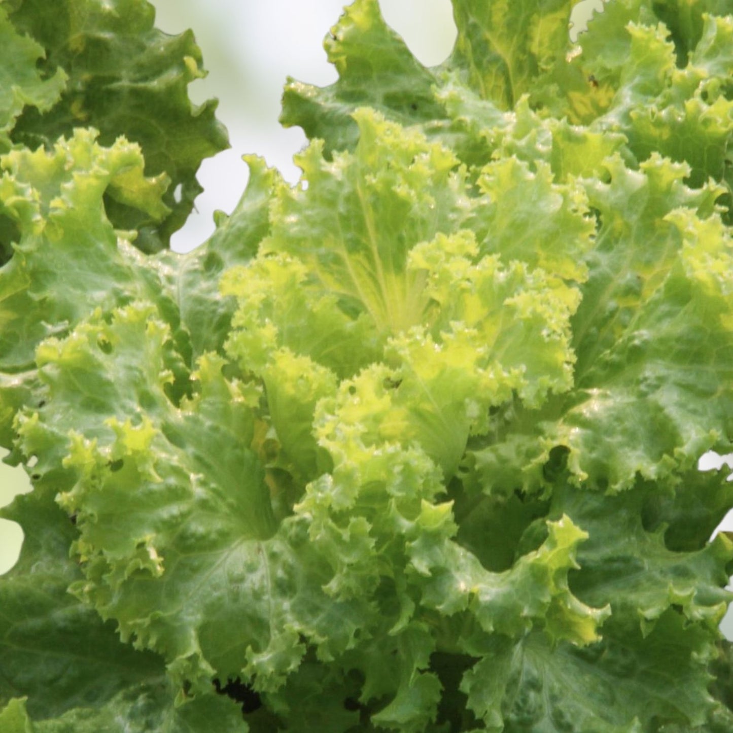 Mustard Greens Seeds – Southern Giant Heirloom Non-GMO Brassica juncea – 25+ Seeds for Organic Gardening