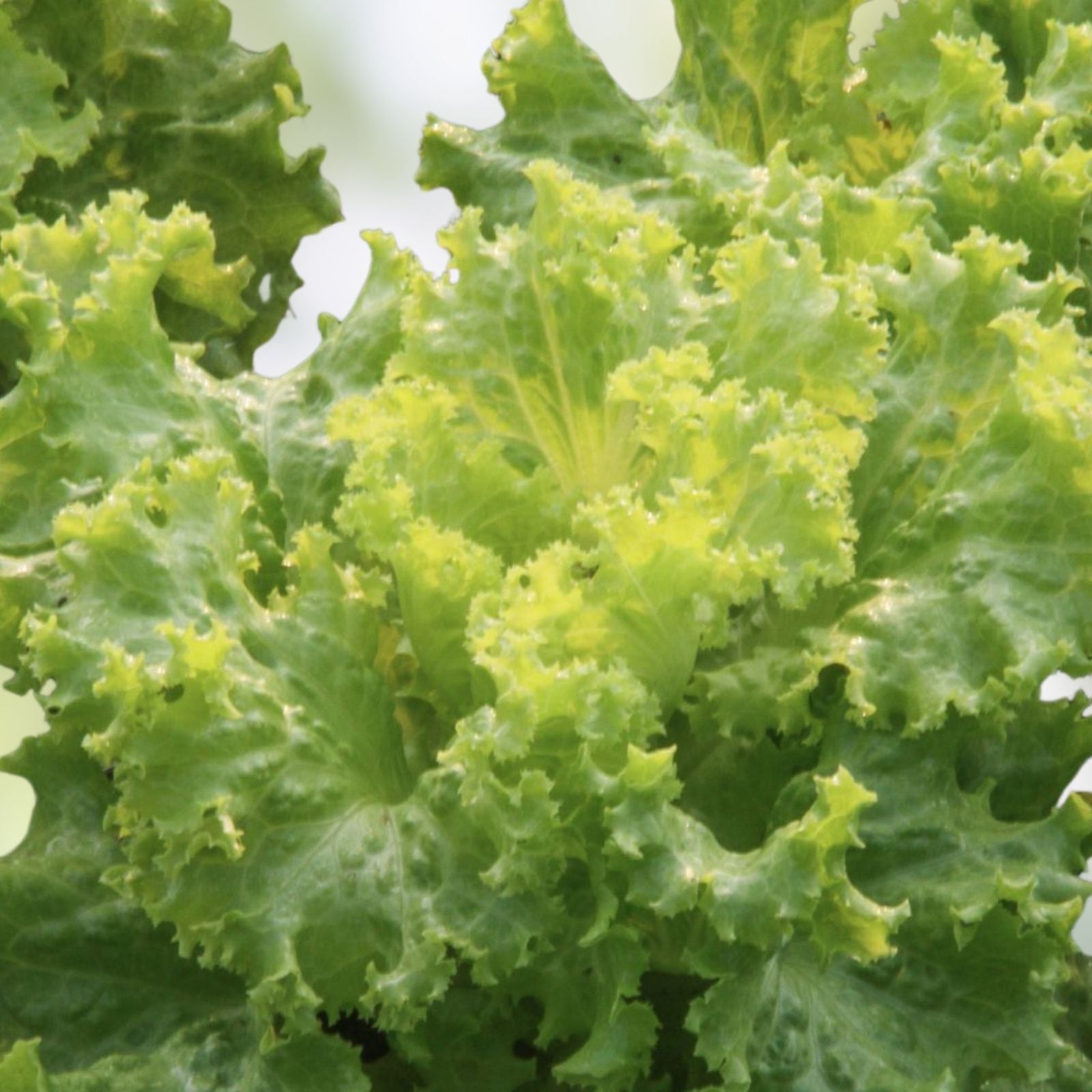 Mustard Greens Seeds – Southern Giant Heirloom Non-GMO Brassica juncea – 25+ Seeds for Organic Gardening