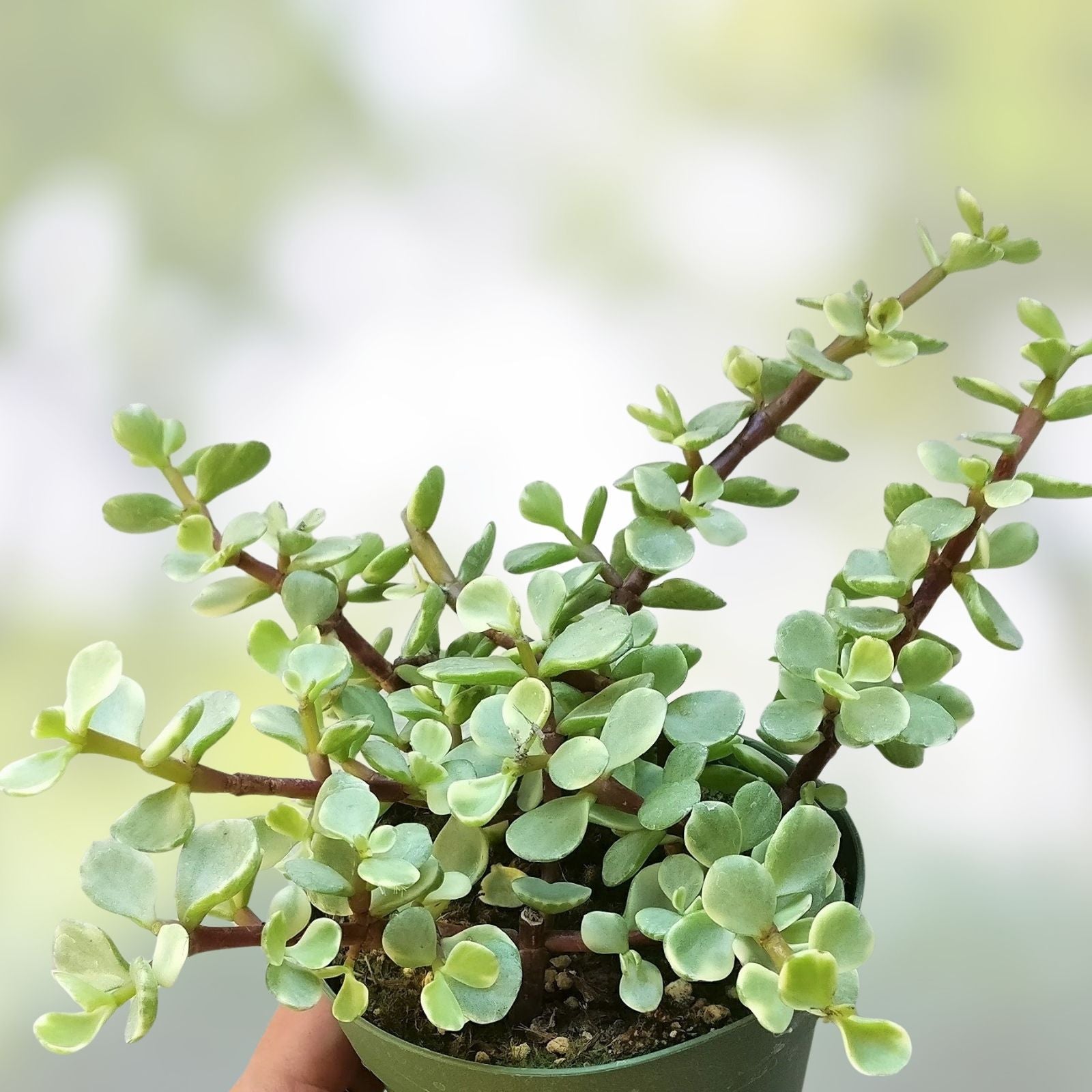 Mini Jade Tree Plant 4" Portulacaria Afra Green Elephant Bush Succulent for Home Decor