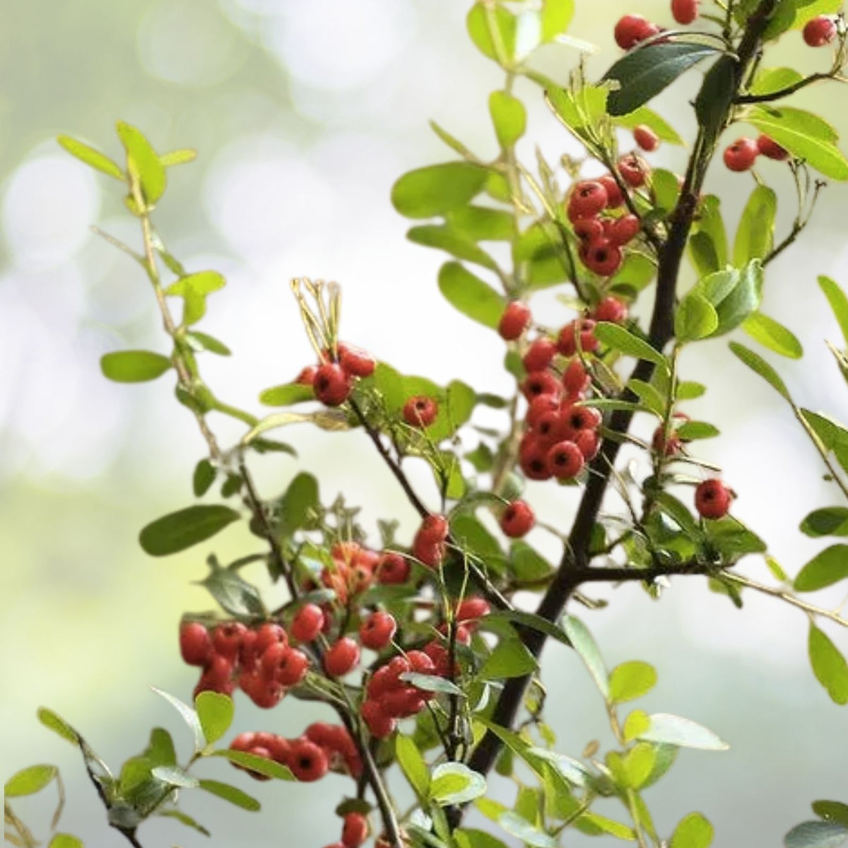Mayhaw Fruit Tree Seedling 2" Heirloom Red Apple-Shaped Fruit Crataegus aestivalis USA Seller