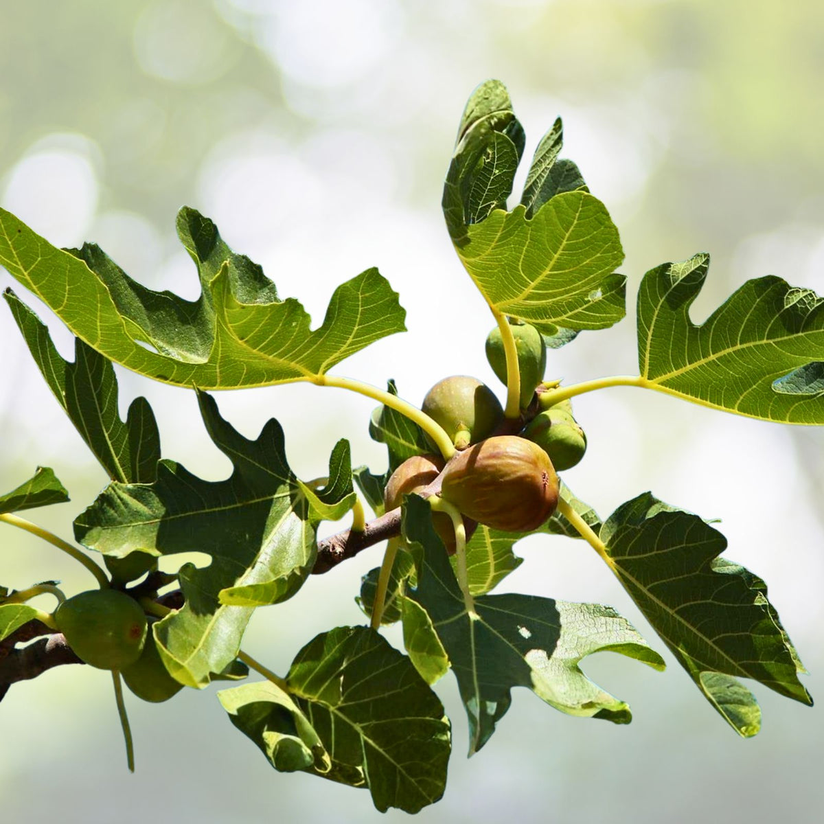 Brown Turkey Fig Tree Starter Plants - 3-Pack - Fruiting Ficus carica - Self-Fruitful, Drought-Tolerant