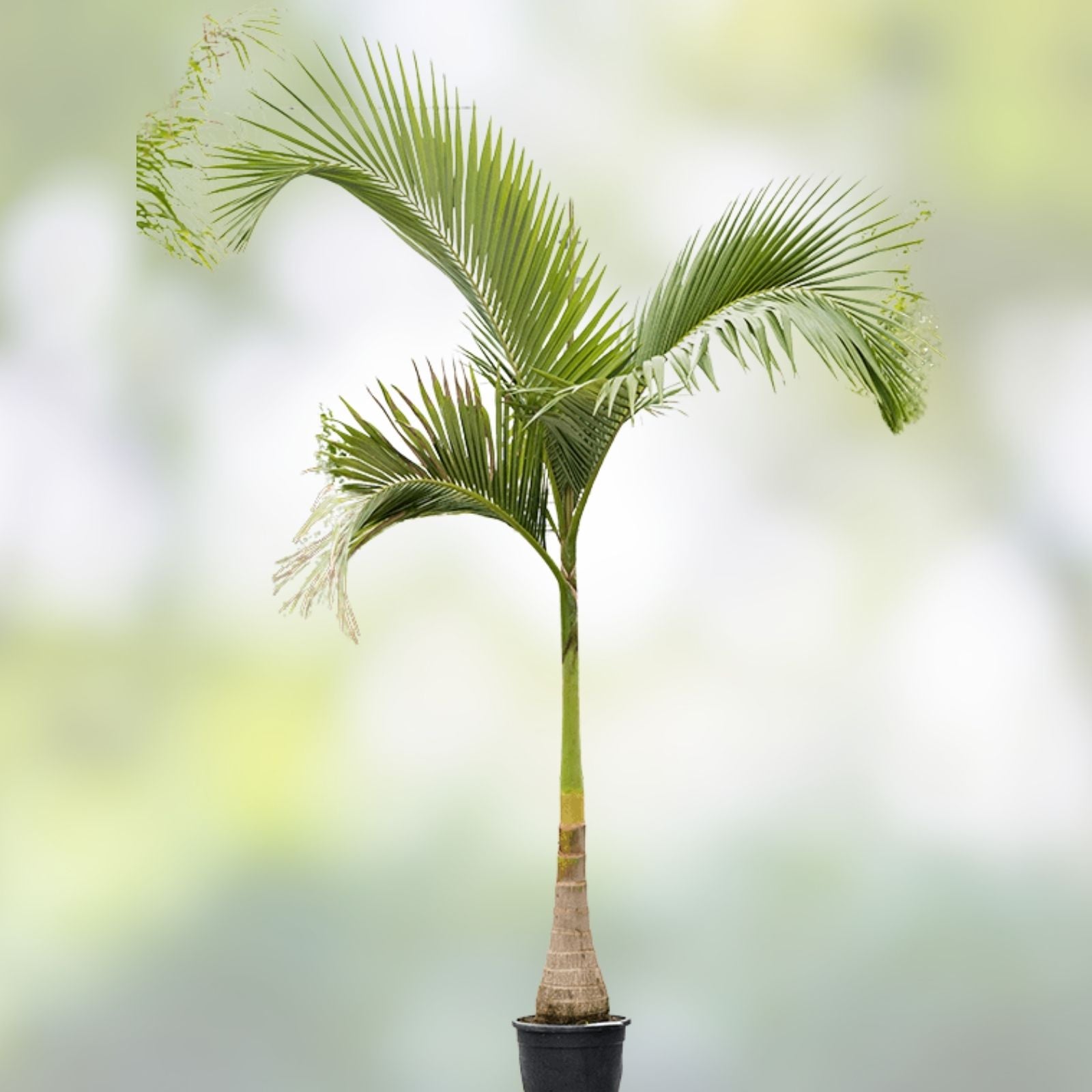 Queen Palm Tree Sapling 5.5 Feet Tall, Archontophoenix alexandrae, Live Indoor Outdoor Plant, Tropical Garden Tree