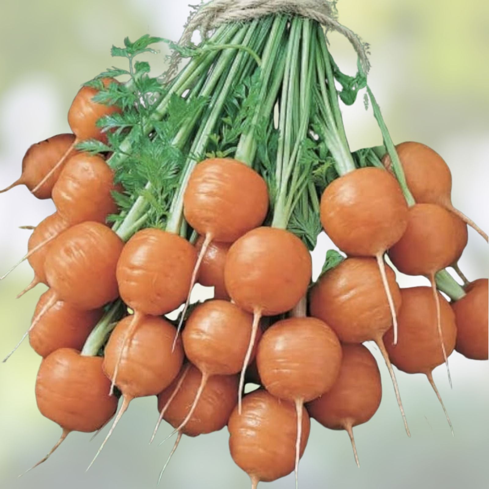 Round Parisian Carrot Seeds | Heirloom Non-GMO Vegetable Seeds | 100+ Daucus carota subsp. sativus