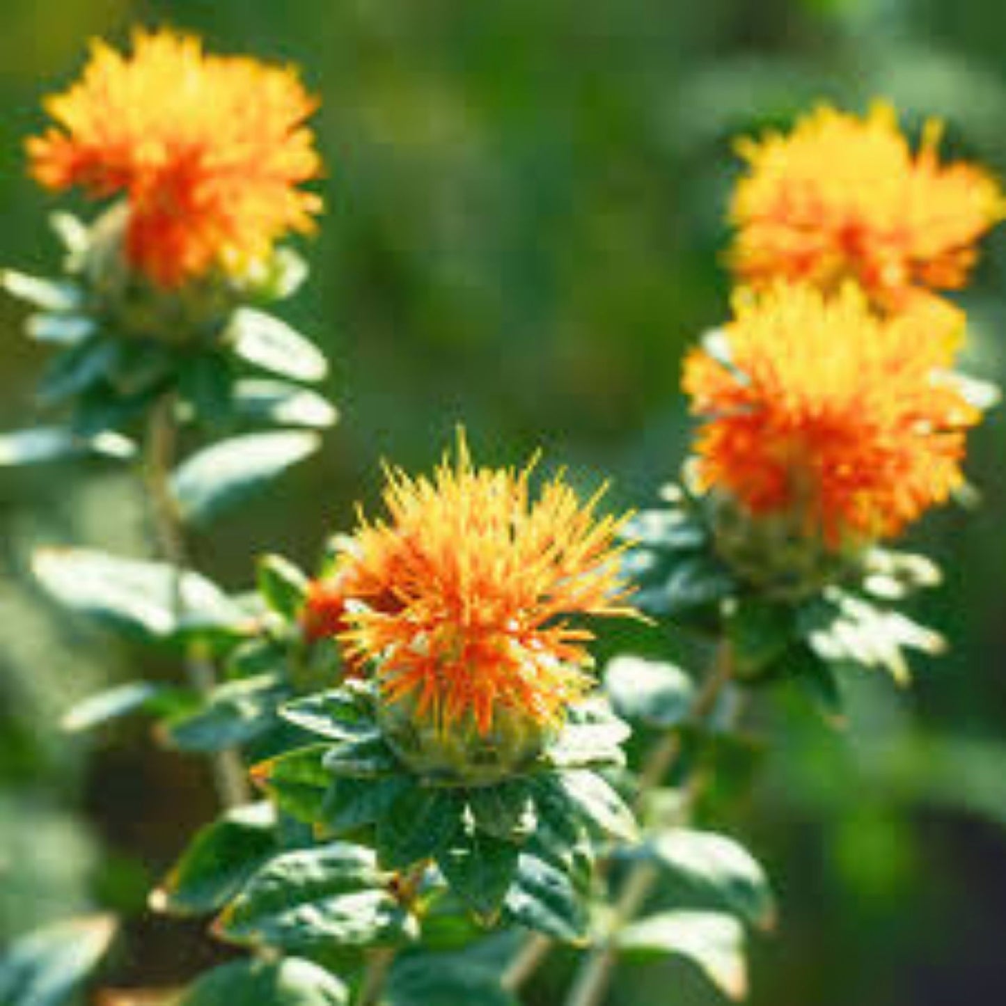Zanzibar Carthamus Seeds 20 Organic Seeds USA Grown Free Shipping Ornamental Flower Safflower Carthamus tinctorius