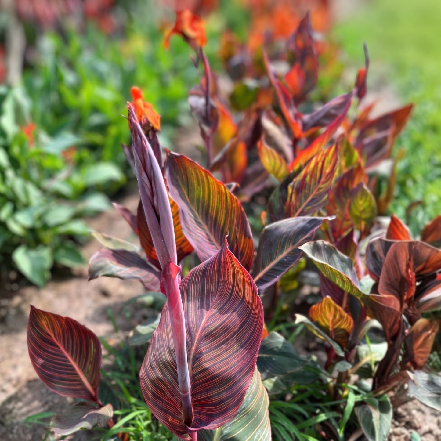 Canna Lily Bulb, Red Flowers, Purple Leaves, Hardy Tropical Plant, Canna indica, Zones 6-10