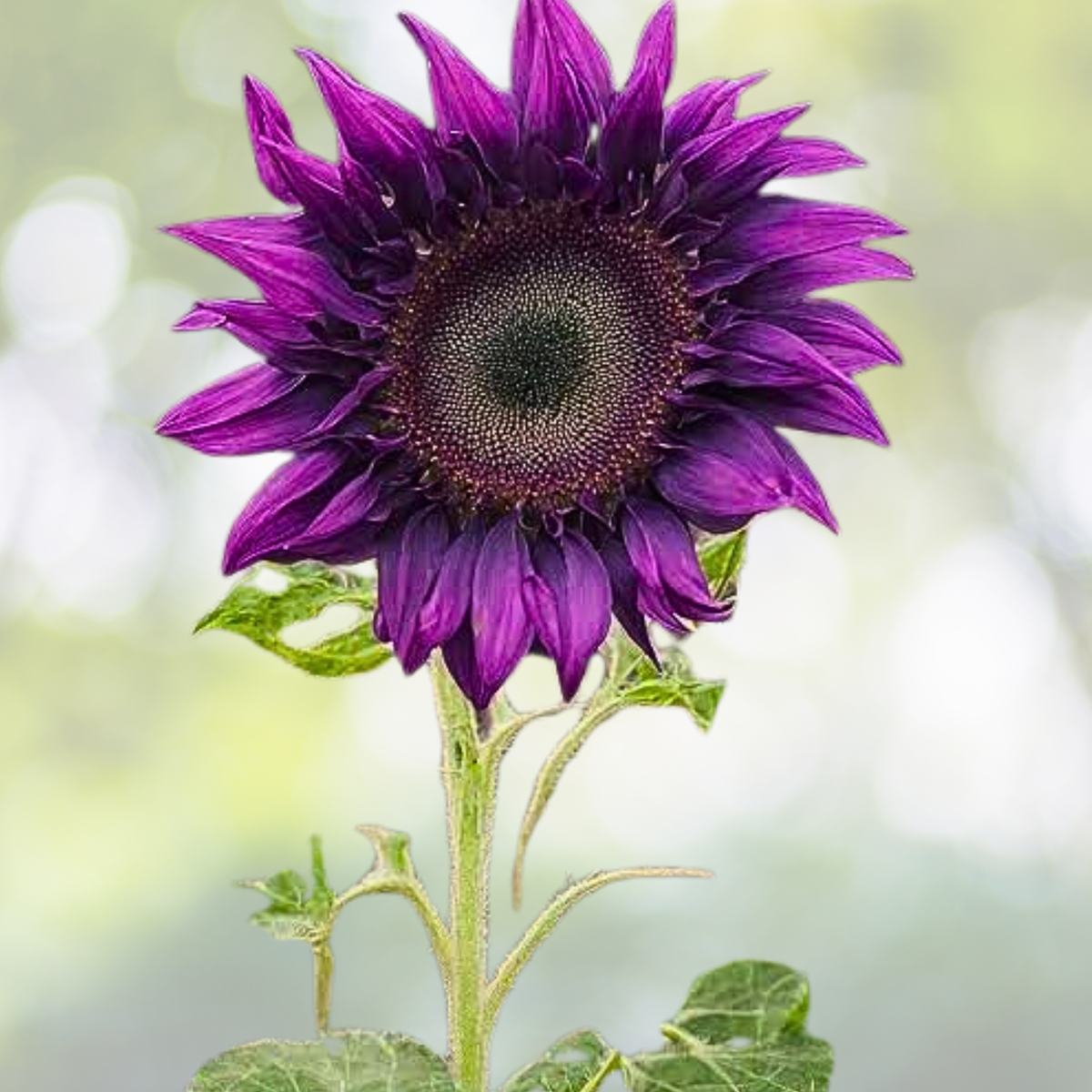 Rare Purple Sunflower Seeds - 50pcs Field ‘Violet Glow’ - Stunning Heirloom Variety - Helianthus annuus