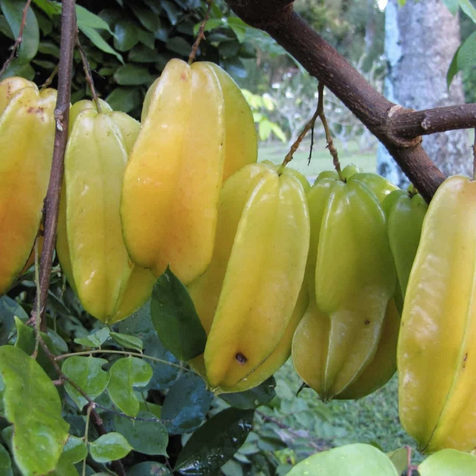 Starfruit Tree Cuttings 6-8 Inches, Averrhoa carambola, Fruit Tree Propagation, Includes Bonus Plant Care Tips
