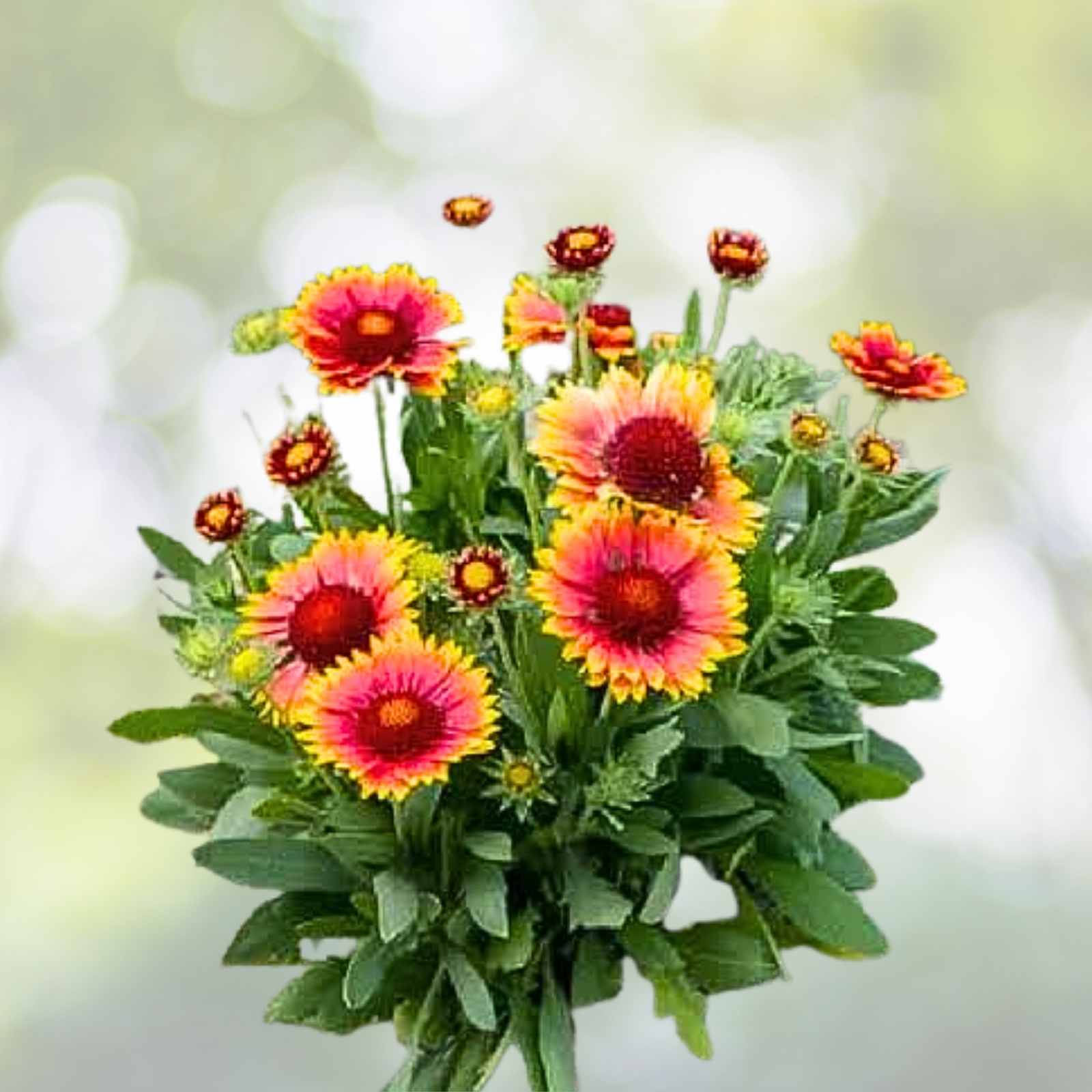 Gaillardia Flower Seeds - 100 Pack - Bright Blanket Flowers - Gaillardia pulchella for Vibrant Summer Blooms