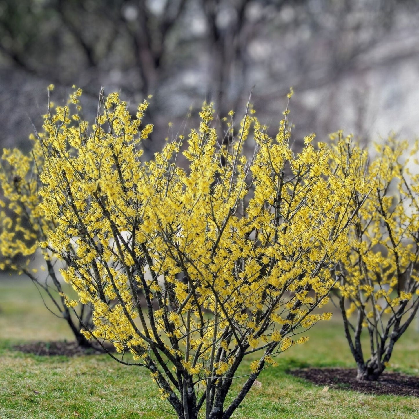 Witch Hazel Shrubs 12-18in Live Plant Bare Root Hamamelis virginiana 5-Pack Deciduous Flowering Shrubs for Garden Landscaping