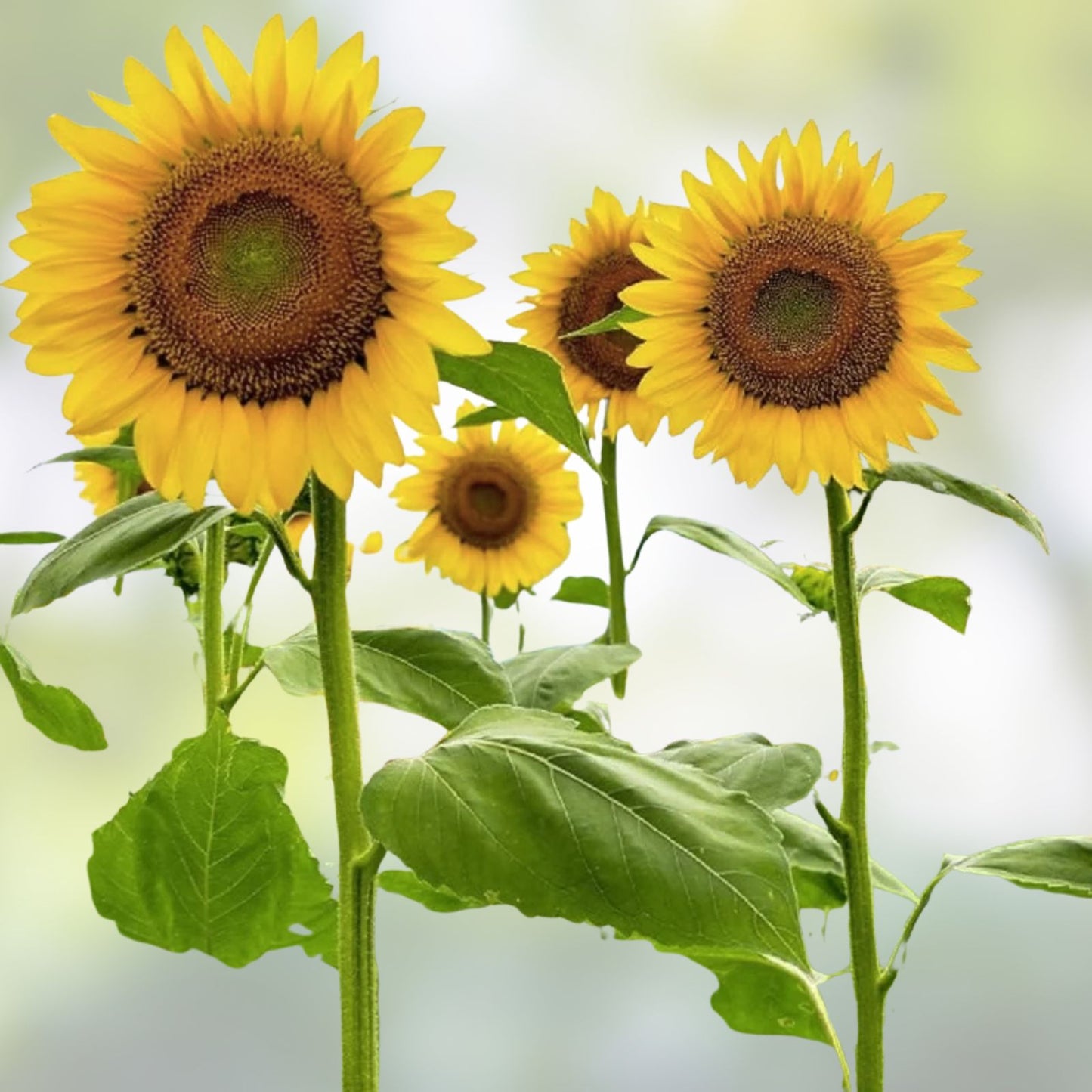 Mammoth Sunflower Seeds 250+ for Planting, Giant Helianthus annuus Varieties, Garden Flower Seeds