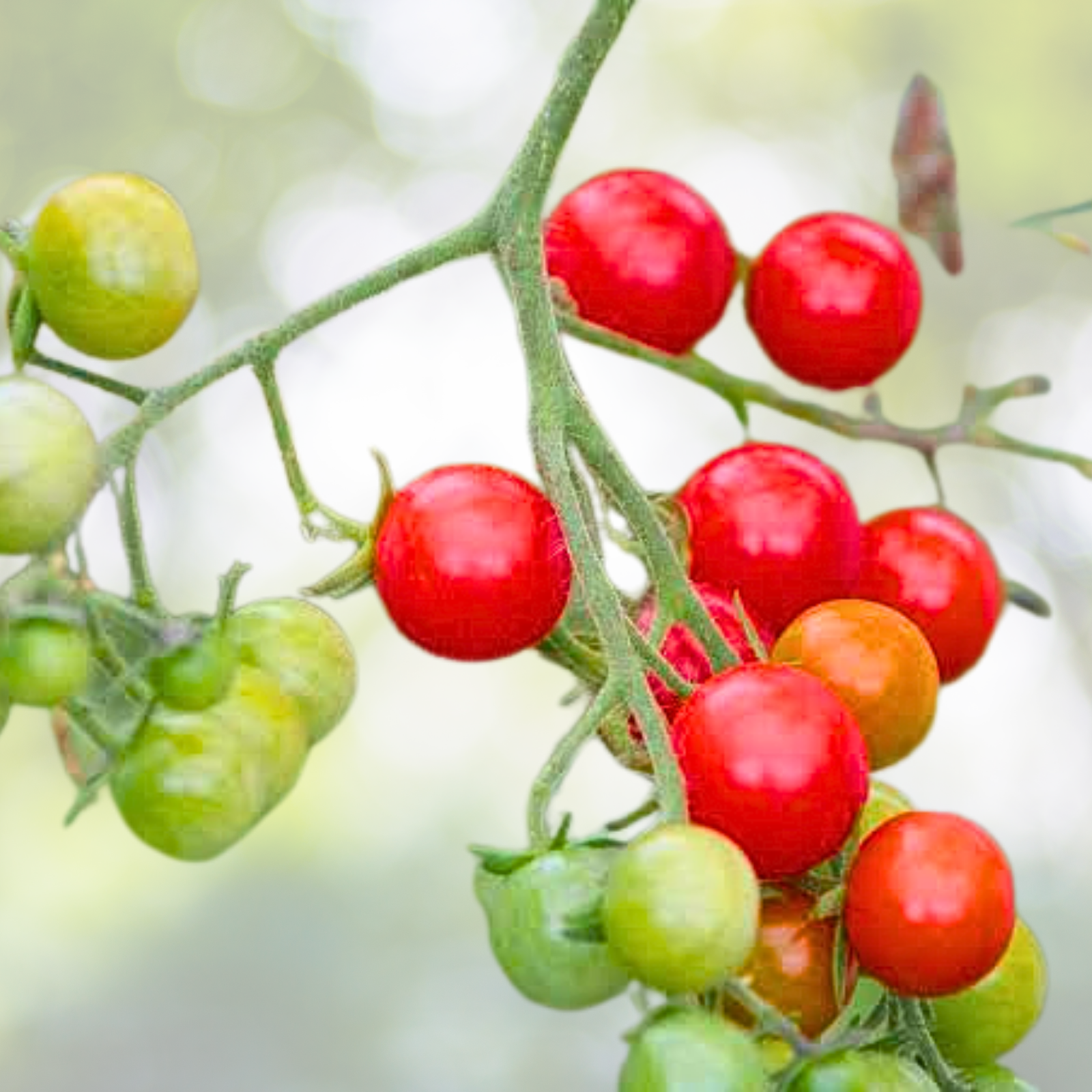 200pcs Cherry Tomato Seeds - Pink Grape, Heirloom, Non-GMO - Solanum lycopersicum