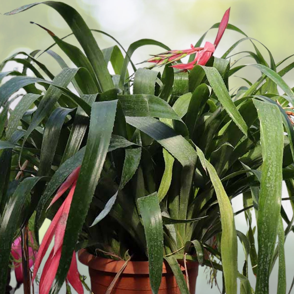 Queen's Tears Bromeliad Pup - Billbergia nutans - Hardy Indoor Plant with Colorful Flowers - Easy Care Houseplant
