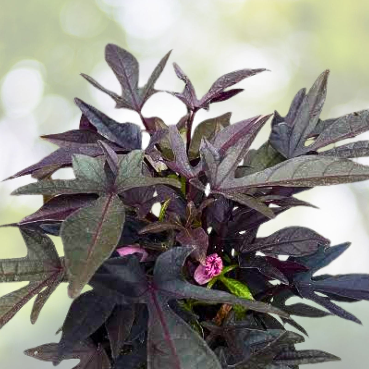 Blackie Sweet Potato Vine Cuttings - 5 Live Burgundy Leaf Ornamental Plants, Ipomoea batatas