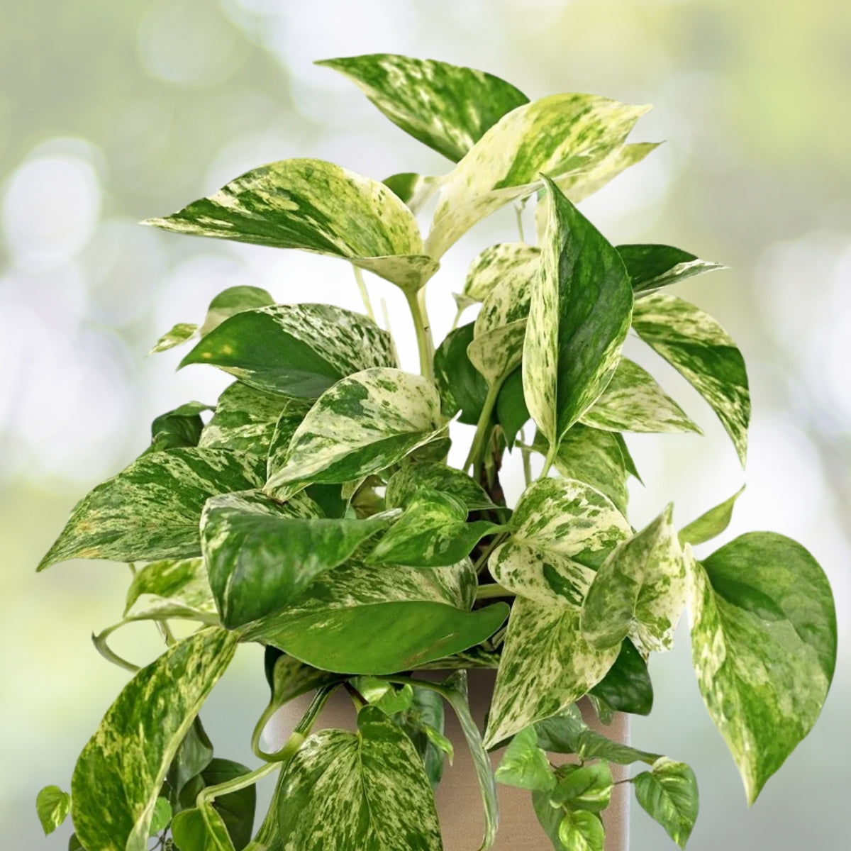 Marble Queen Pothos Plant 6" Pot - Epipremnum aureum - Easy Care Indoor Houseplant for Clean Air and Bright Spaces