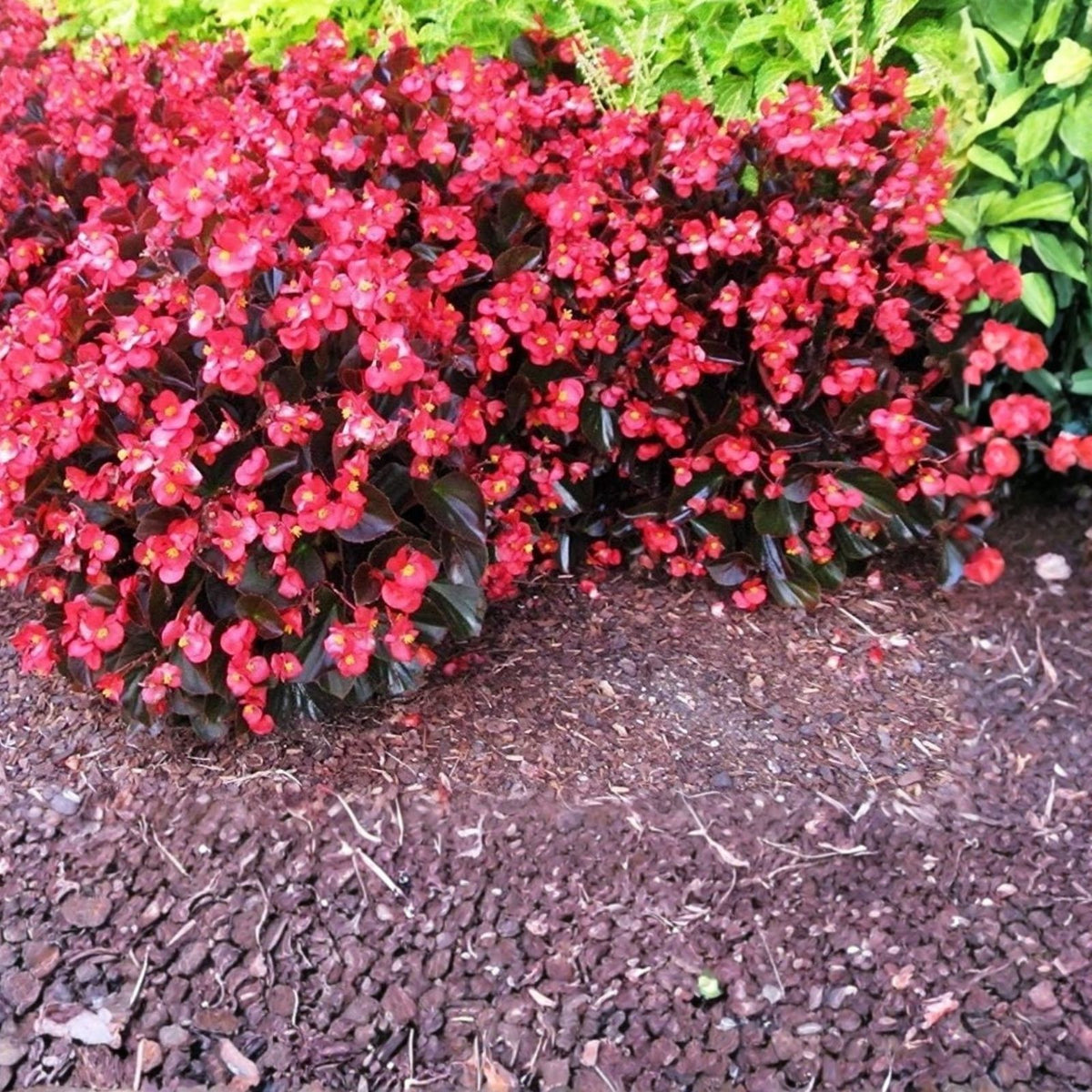Begonia Seeds 45 or 125 Pack Juicy Tart Non-GMO Flower Seeds for Gardens & Containers Begonia x tuberhybrida