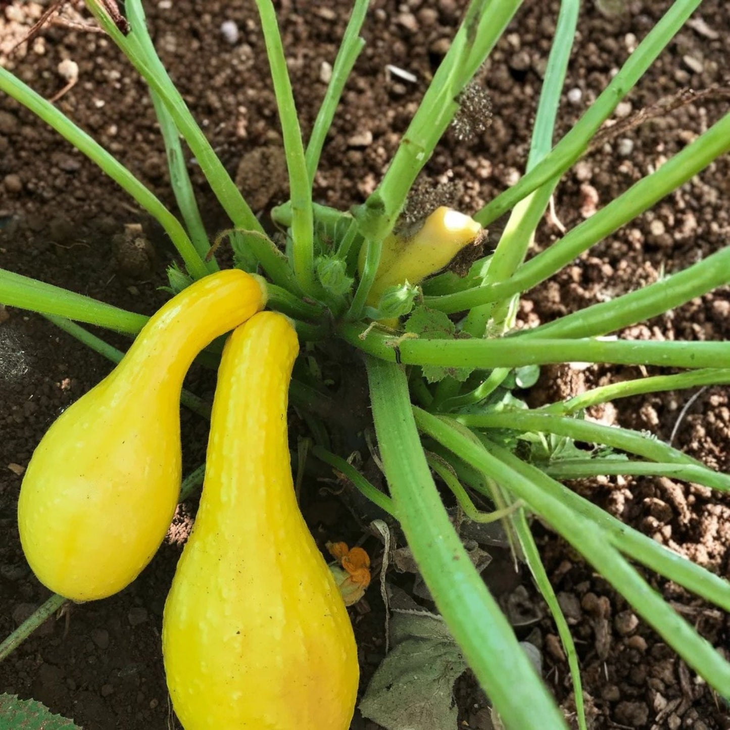 Serrano Pepper Seeds 100 Non-GMO Heirloom Hot Chile Capsicum annuum for Gardening and Cooking