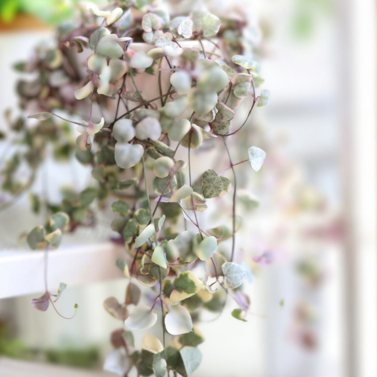 String of Hearts Cuttings - 10 Nodes - Ceropegia woodii - Live Plant Cuttings for Propagation and Home Decor