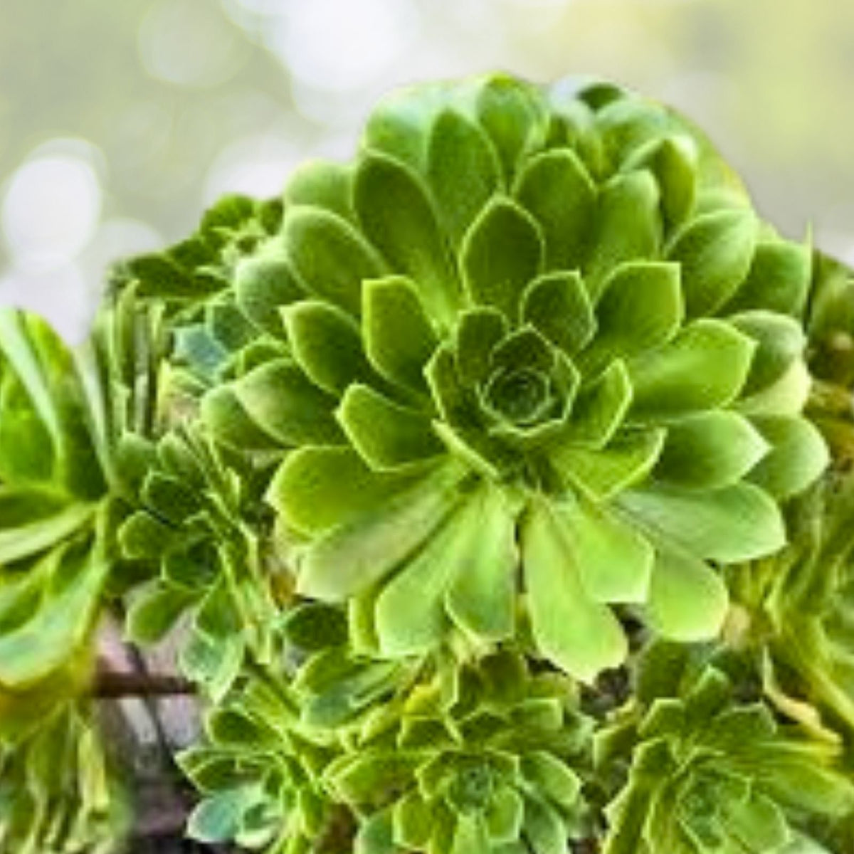 Green Aeonium Succulent Cuttings 20 Pieces, Echeveria Greenovia, Live Succulent Plant Propagation Kit