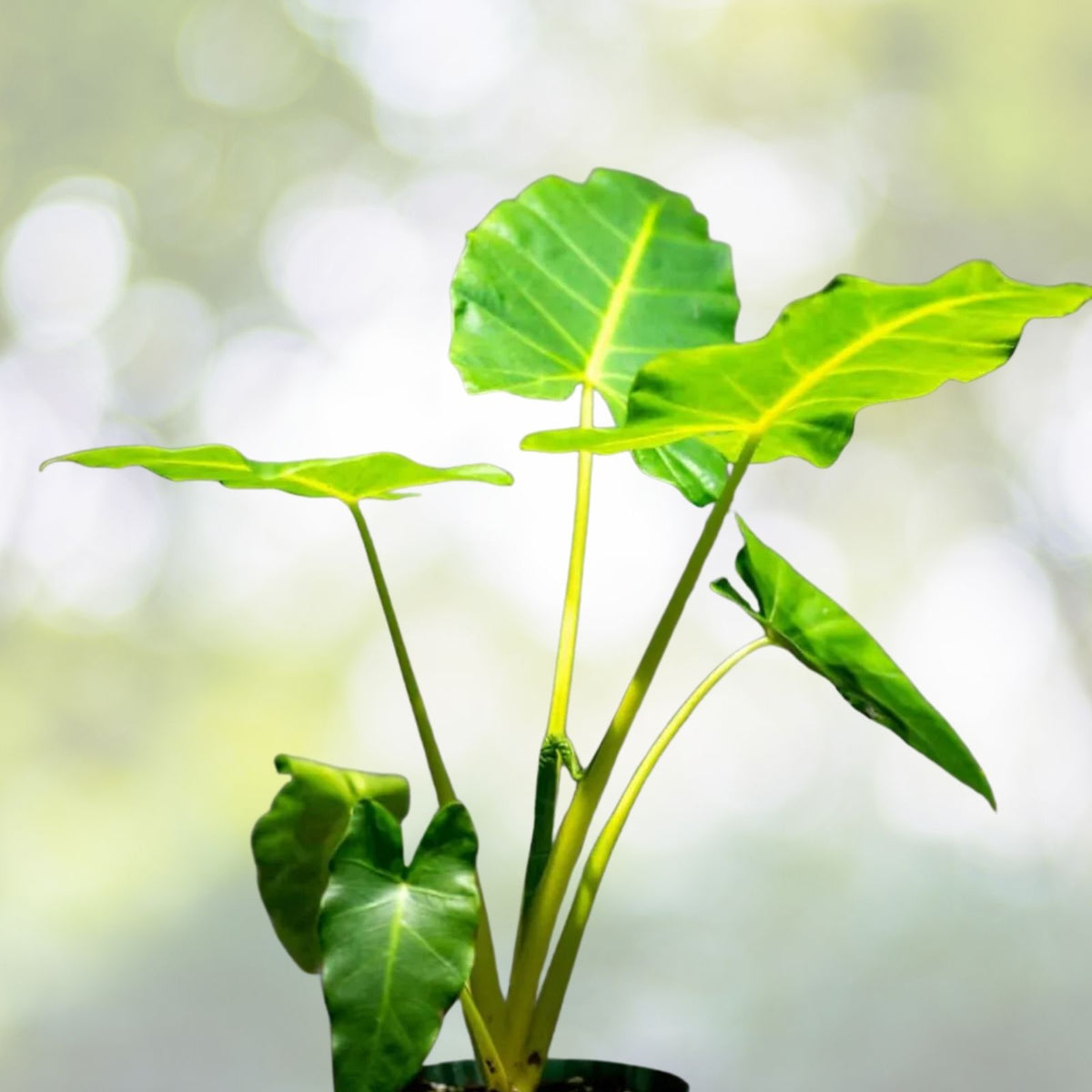 Alocasia Lutea Plant in 6" Pot | Alocasia sp. macrorrhiza 'Lutea' | Tropical Indoor Houseplant with Unique Foliage