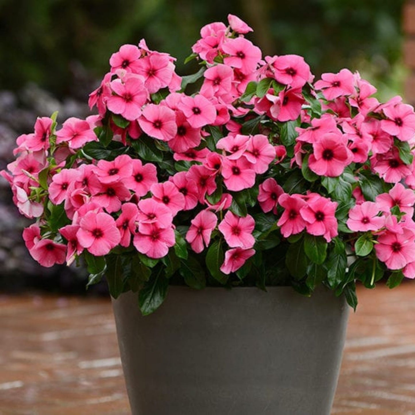 Vinca Seeds 100 Count Tattoo Raspberry Vinca Rosea Flowering Plant Non California Sale
