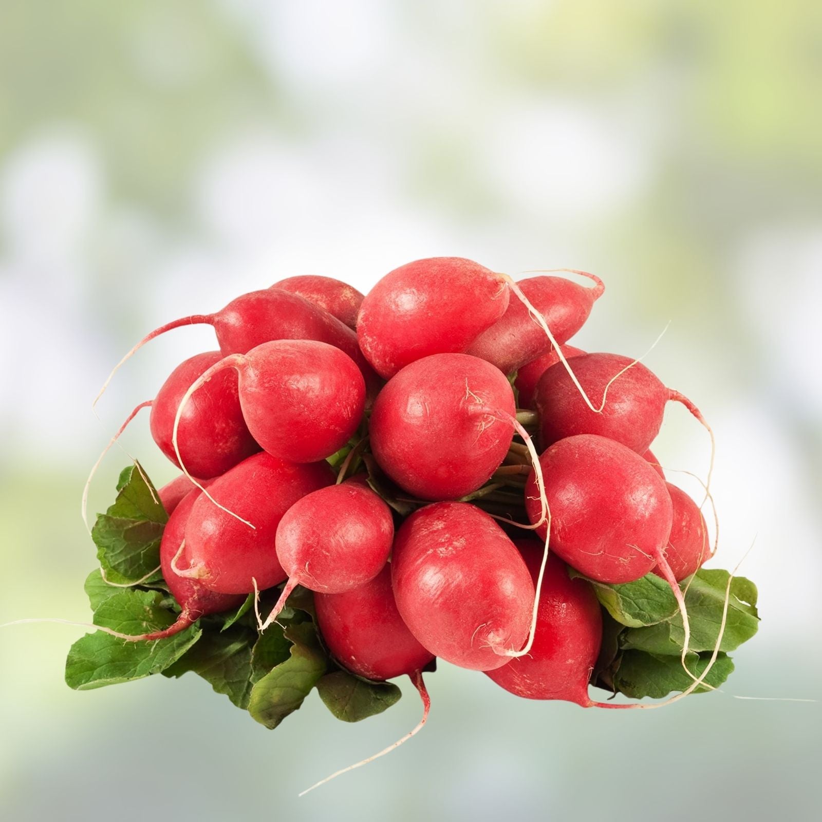 Radish Seeds 500+ Heirloom Cherry Belle Non-GMO Red Radishes Raphanus sativus for Gardening, Sprouting, and Fresh Eating