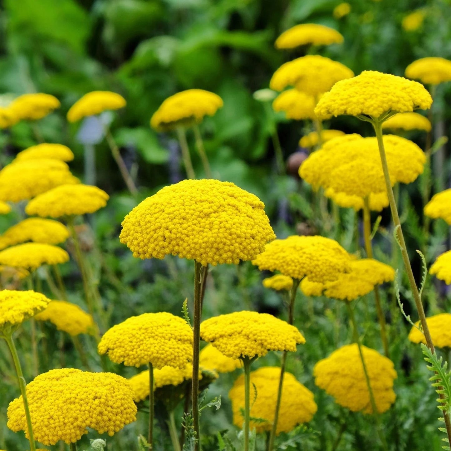 Yarrow Seeds 100+ Golden Eriophyllum confertiflorum Medicinal Herb for Tea Non-California