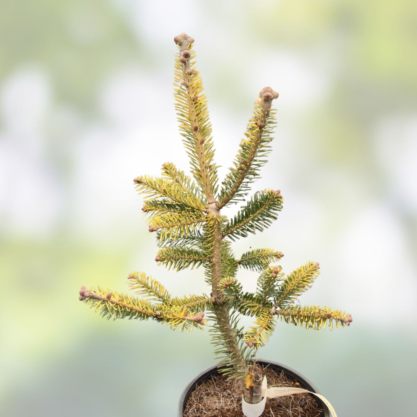 Balsam Fir Tree Seeds 50 Pack Abies balsamea for Planting and Reforestation, Evergreen Conifer Seedlings