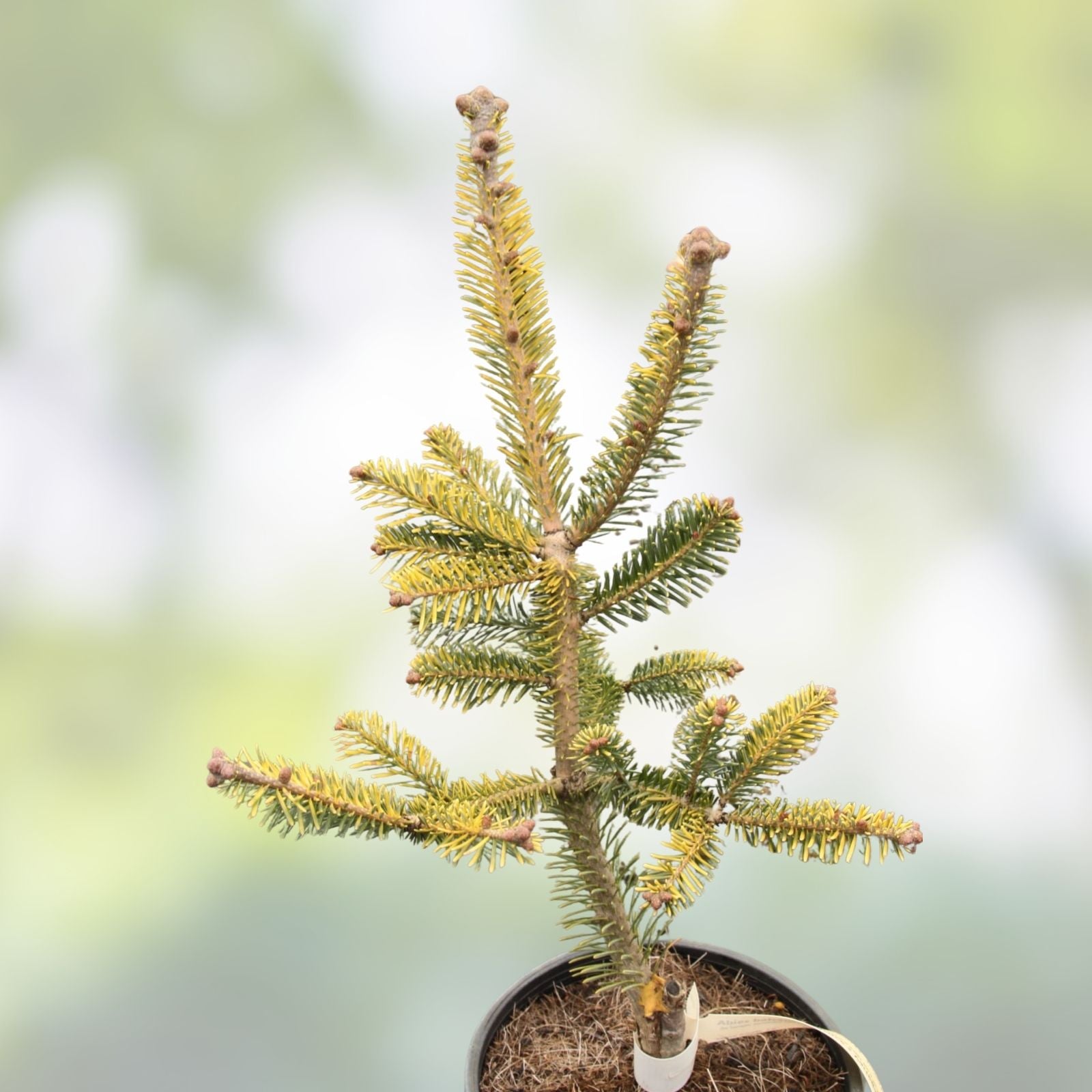 Balsam Fir Tree Seeds 50 Pack Abies balsamea for Planting and Reforestation, Evergreen Conifer Seedlings