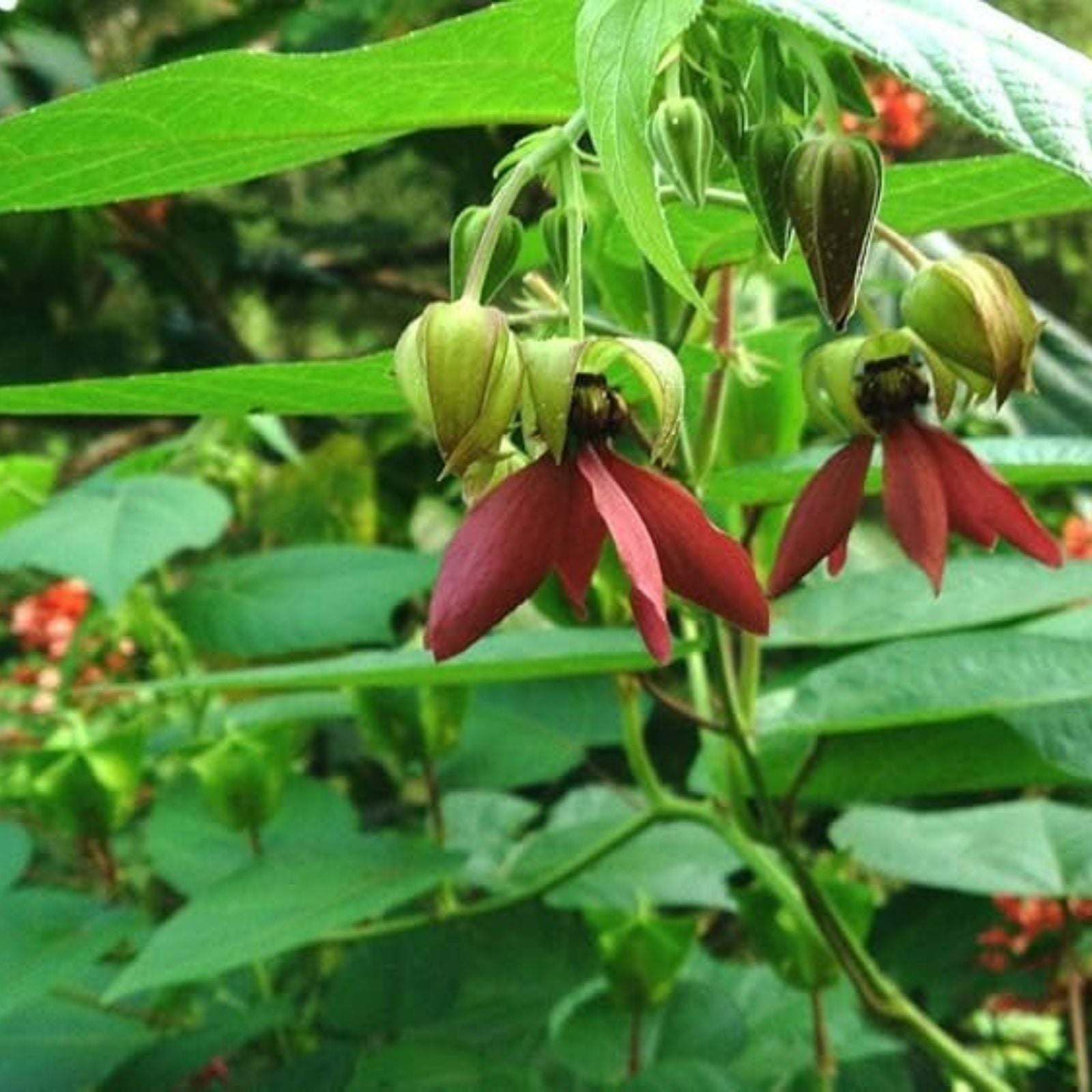Devils Cotton Seeds 30 Pack - Abroma Augusta Rare Flowering Plant Seeds for Gardening and Landscaping