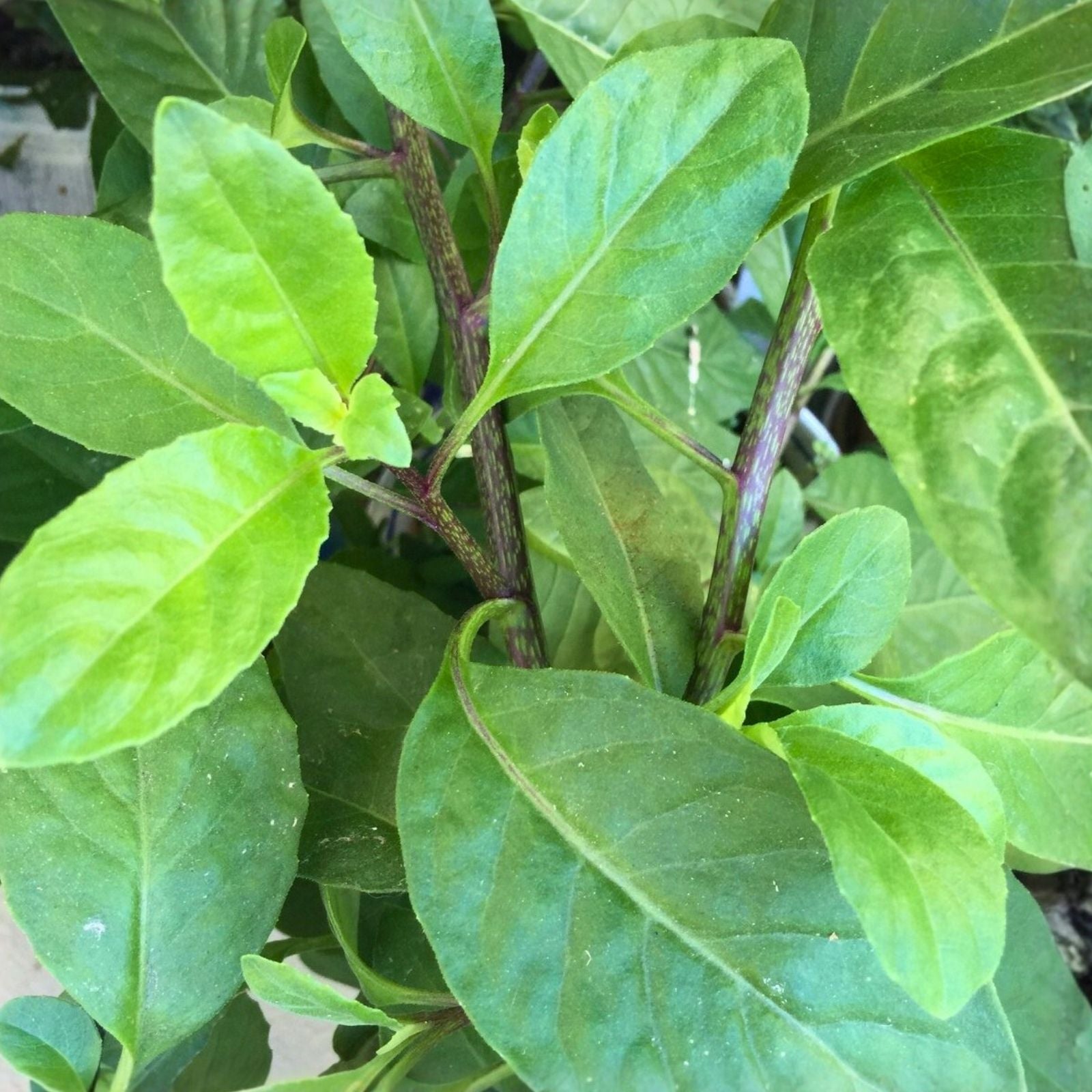 Longevity Spinach Plant Cuttings – 8 Gynura Procumbens for Home Gardening, Edible Herb, Indoor and Outdoor Planting