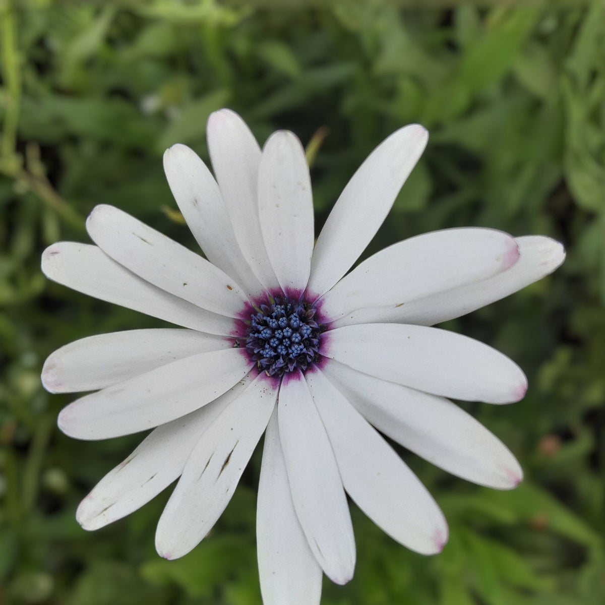 Blue Daisy Plants - 3 Inch Pot - Perennials - African Daisy (Osteospermum) - 5 to 6 Plants - Ideal for Gardens and Borders