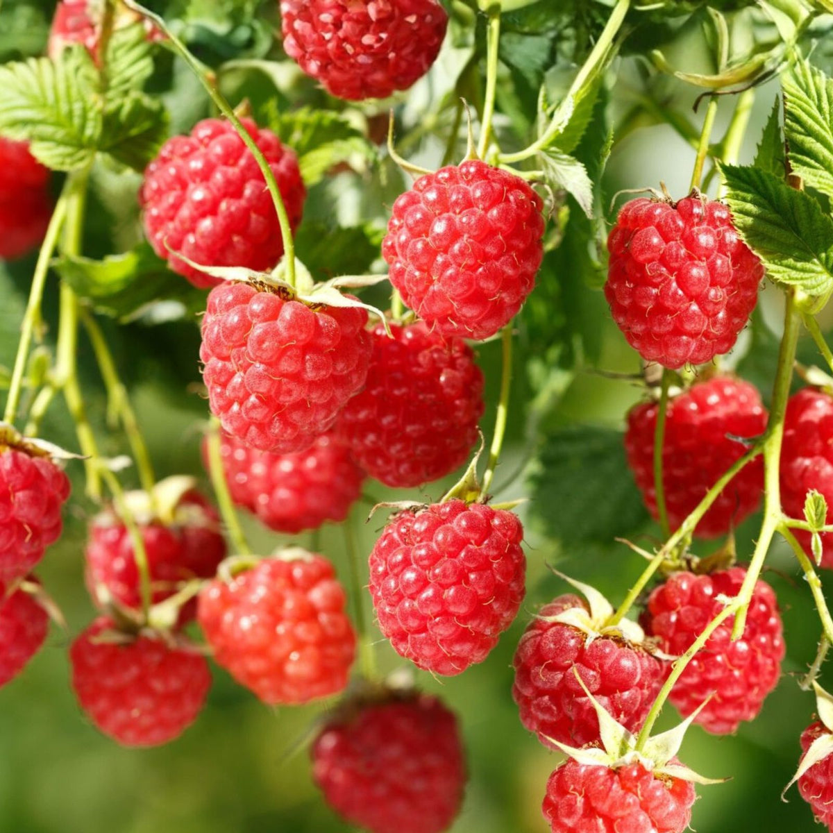 Bare Root Raspberry Plant - Nantahala Red - Edible Rubus - Cold Resistant - Thrives in Zones 4-9