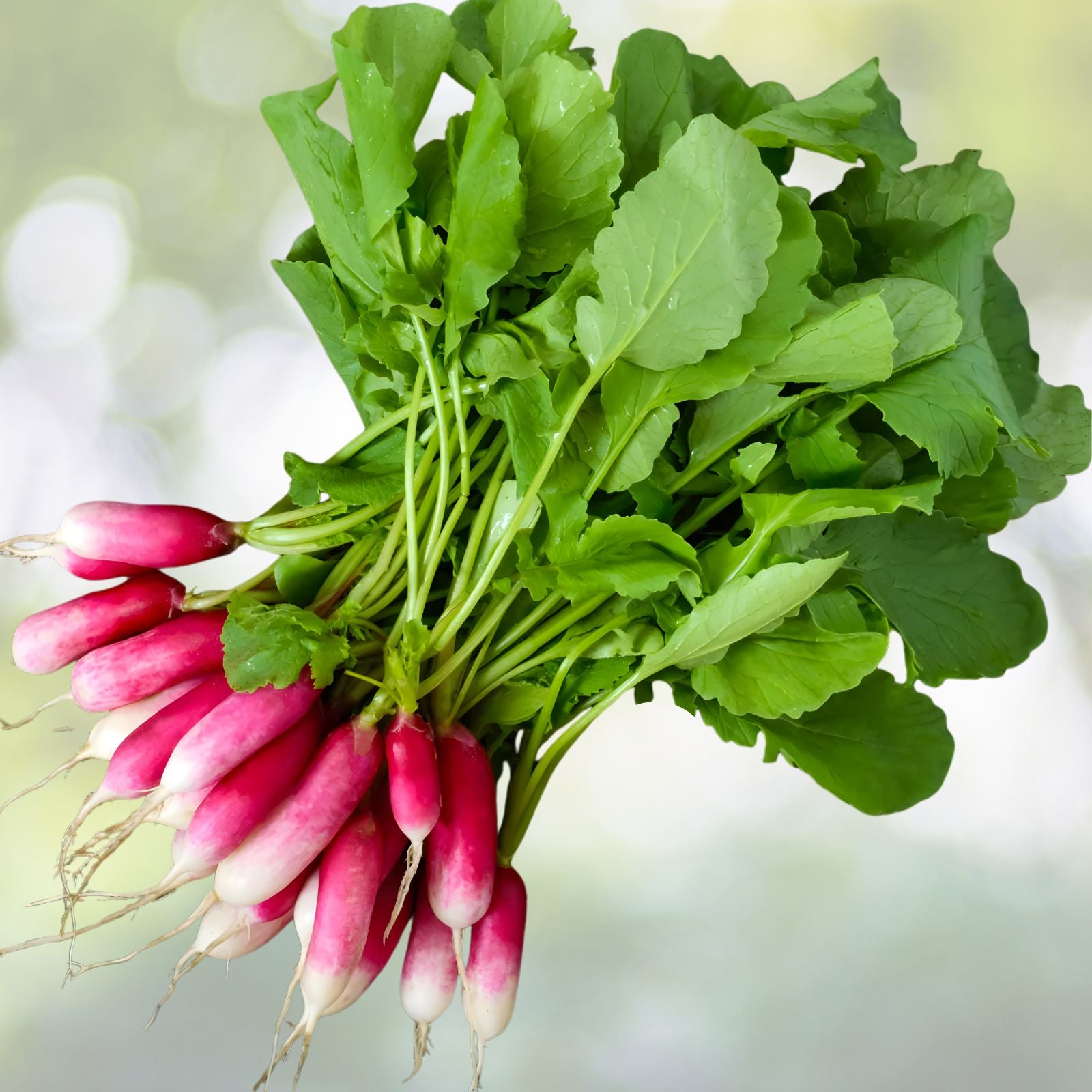 French Breakfast Radish Seeds - 100+ Count Heirloom Vegetable Garden Seeds Raphanus sativus