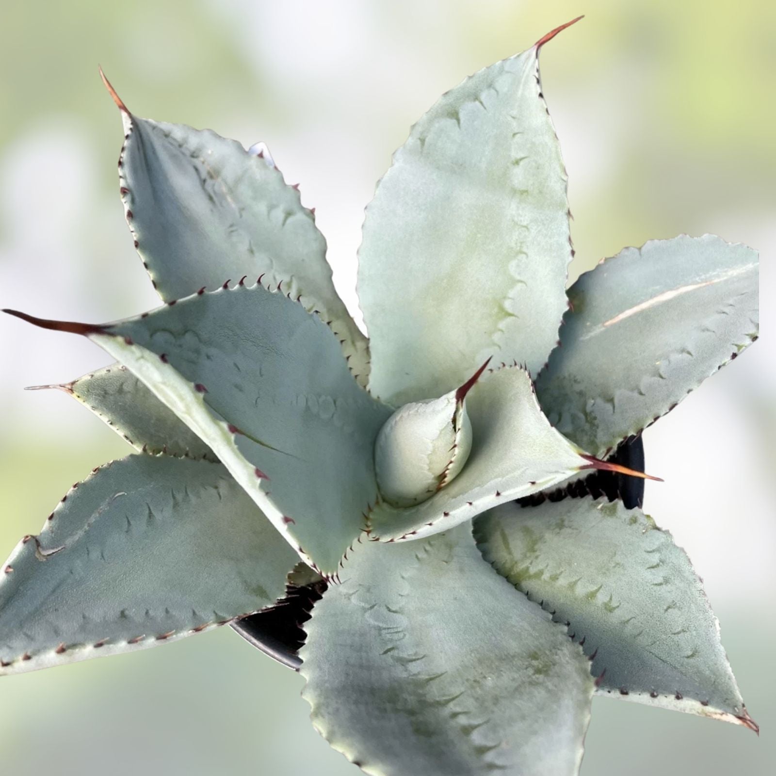 Agave Species Seed Mix - 10 Seeds - Mixed Varieties for Planting - Agave spp. - Drought Tolerant Succulent Seeds