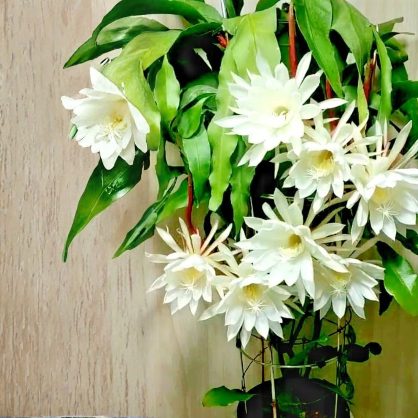 Epiphyllum Orchid Cactus Cutting - Yoshiko Shiraiwa Variety - Succulent Plant - Don's Cuttings AUG/2023
