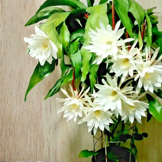 Epiphyllum Orchid Cactus Cutting - Yoshiko Shiraiwa Variety - Succulent Plant - Don's Cuttings AUG/2023