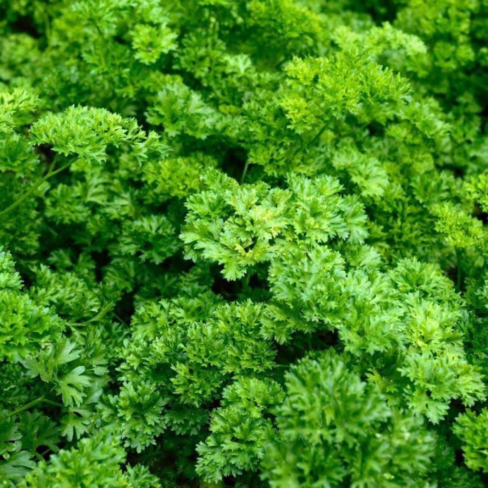 Moss Curled Parsley Seeds, Heirloom Non-GMO, 25+ Seeds, Culinary Herb, Organic Gardening, Petroselinum crispum