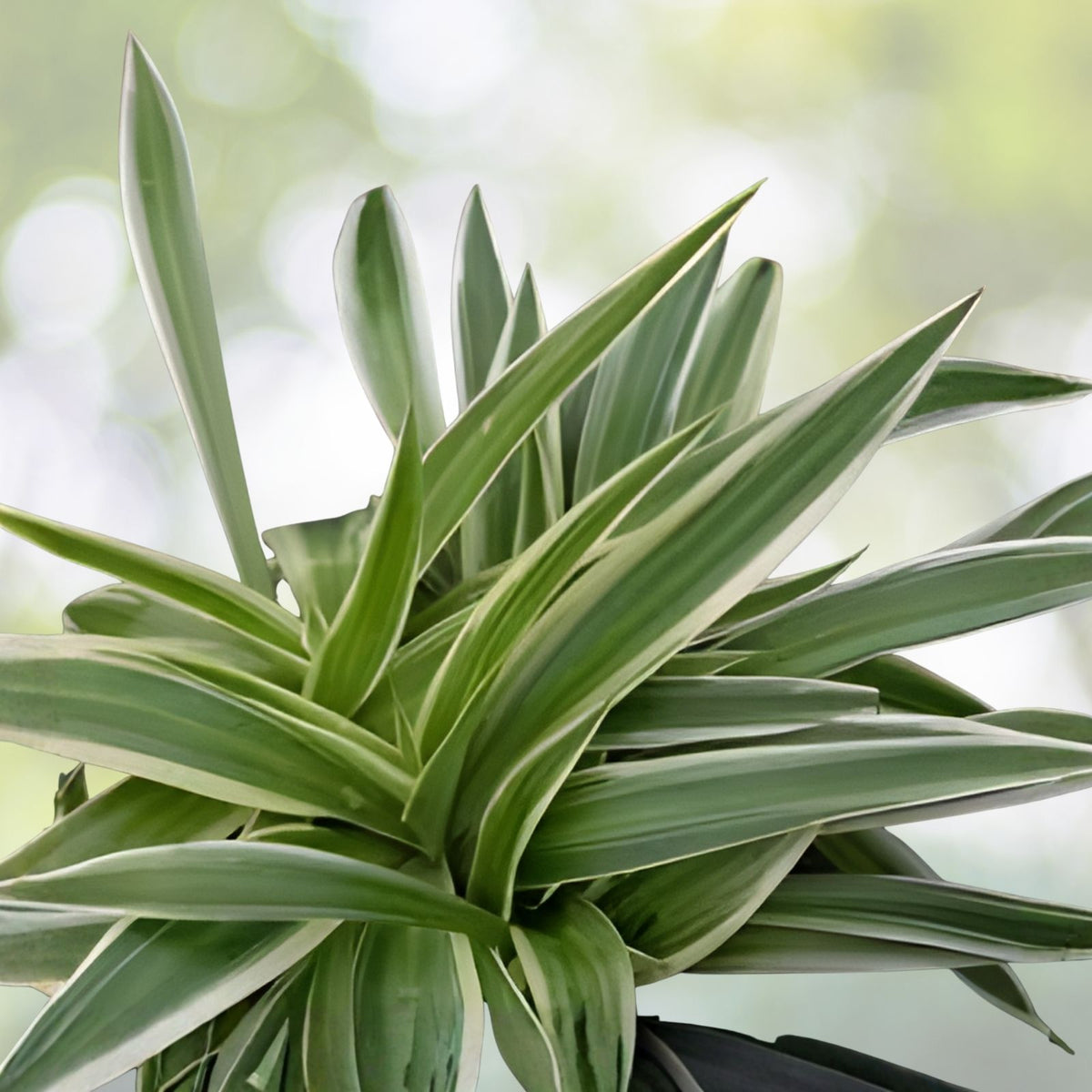 Spider Plant Cuttings - 3-5 inches - 5 Varieties - Fresh & Healthy Chlorophytum comosum