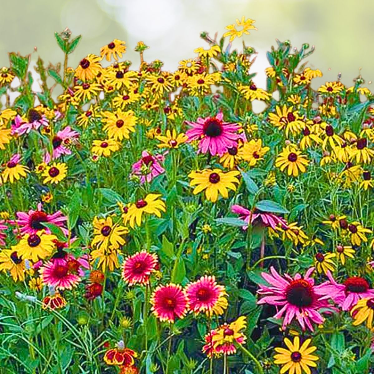 200pcs Mixed Perennial Flower Seeds Collection - Seasonal Enchantment Garden - Diverse Blooms for Vibrant Landscaping