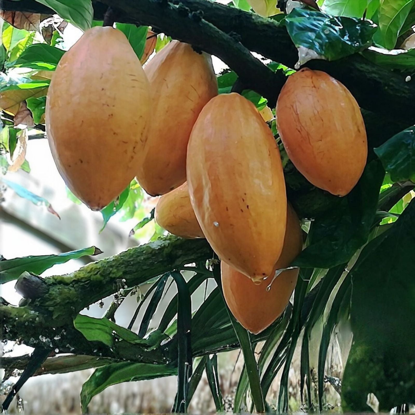 Cacao Tree Seeds for Planting, Wet Cocoa Seeds, Rare Exotic Varieties, Theobroma cacao, Organic Plant Seeds