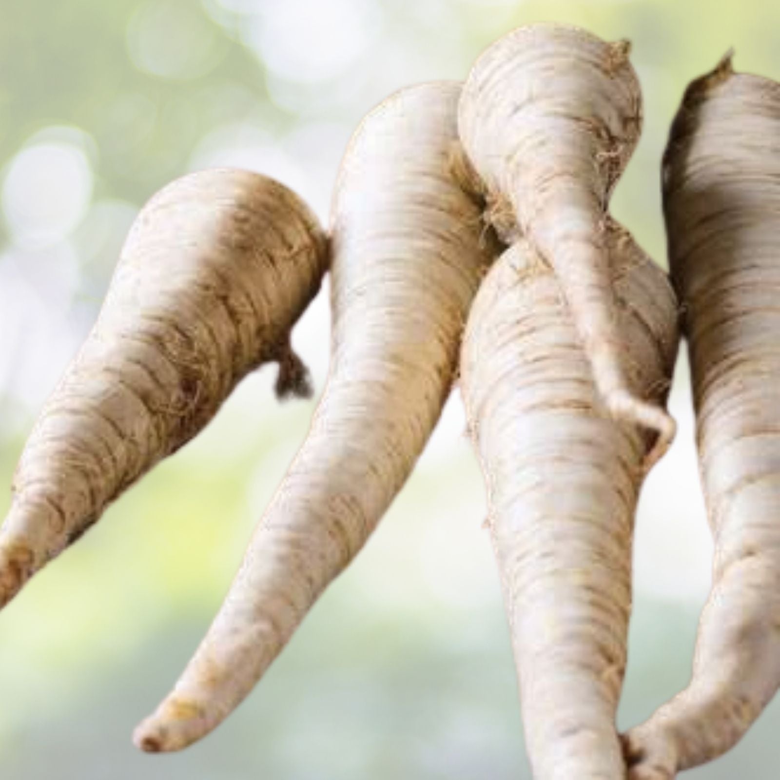 Parsnip Seeds - 200+ All American Variety - Pastinaca sativa - USA Grown