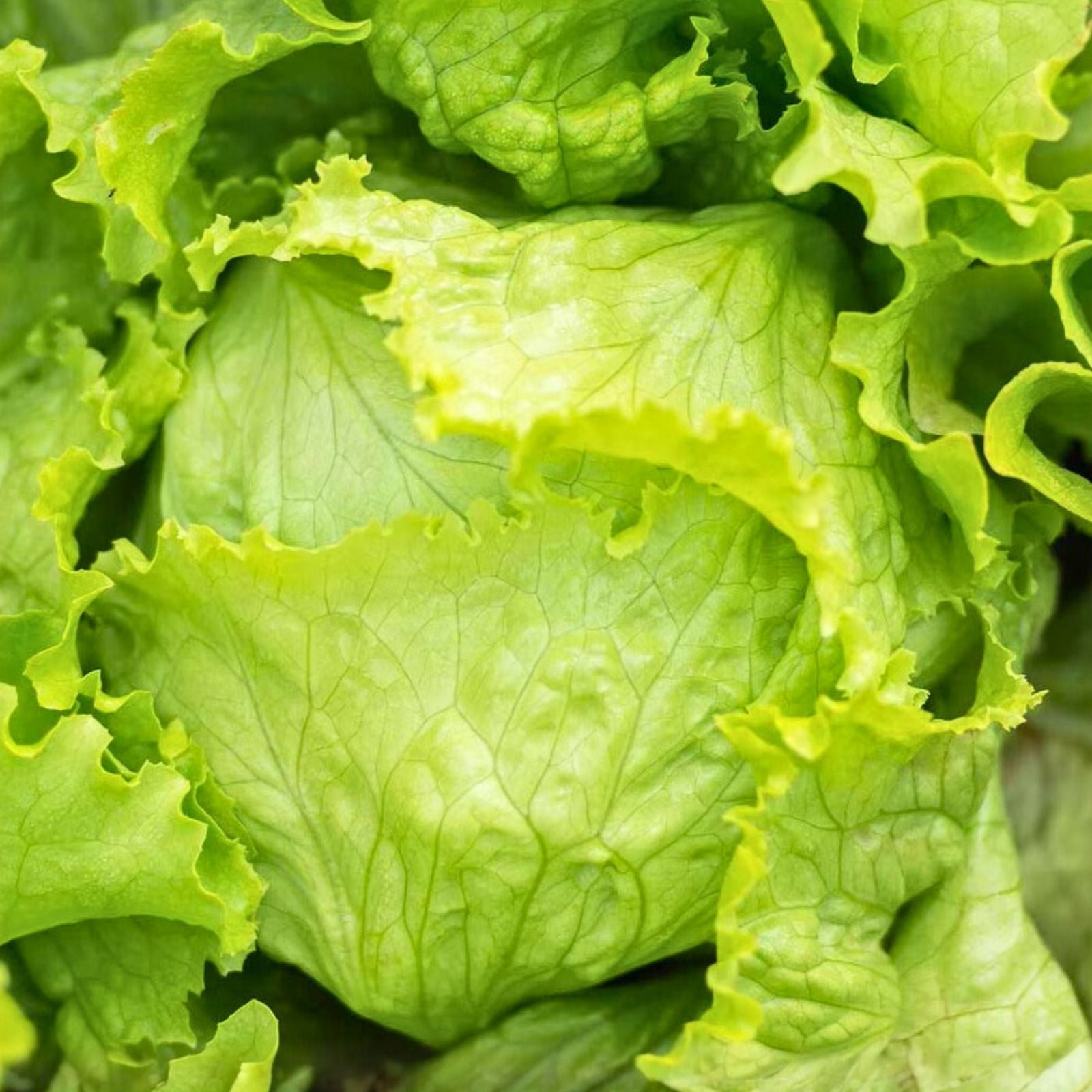 Lettuce Seeds 500 Count Prizehead Leaf Heirloom Non-GMO Organic Vegetable Seeds