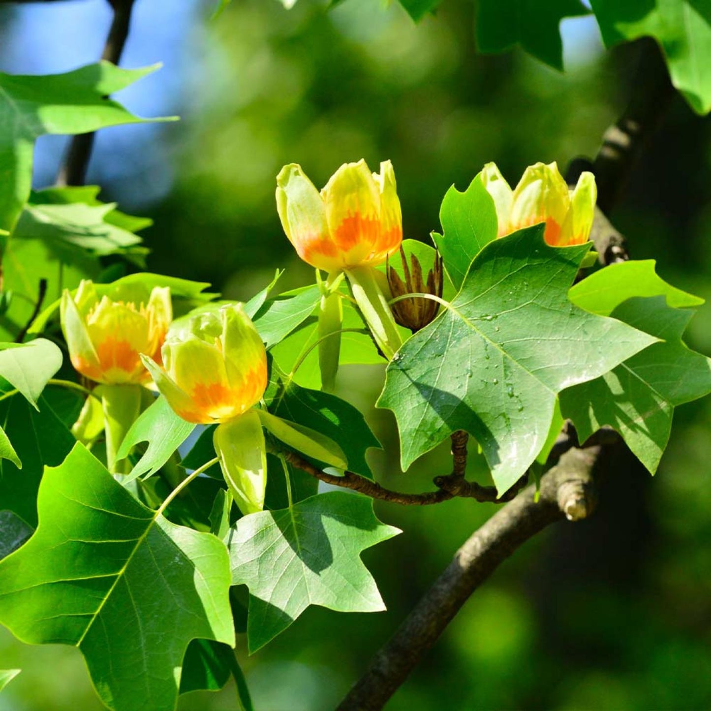 Tulip Poplar Seeds 25 Pack - Fast Growing Tree with Tulip-Shaped Flowers - Liriodendron tulipifera