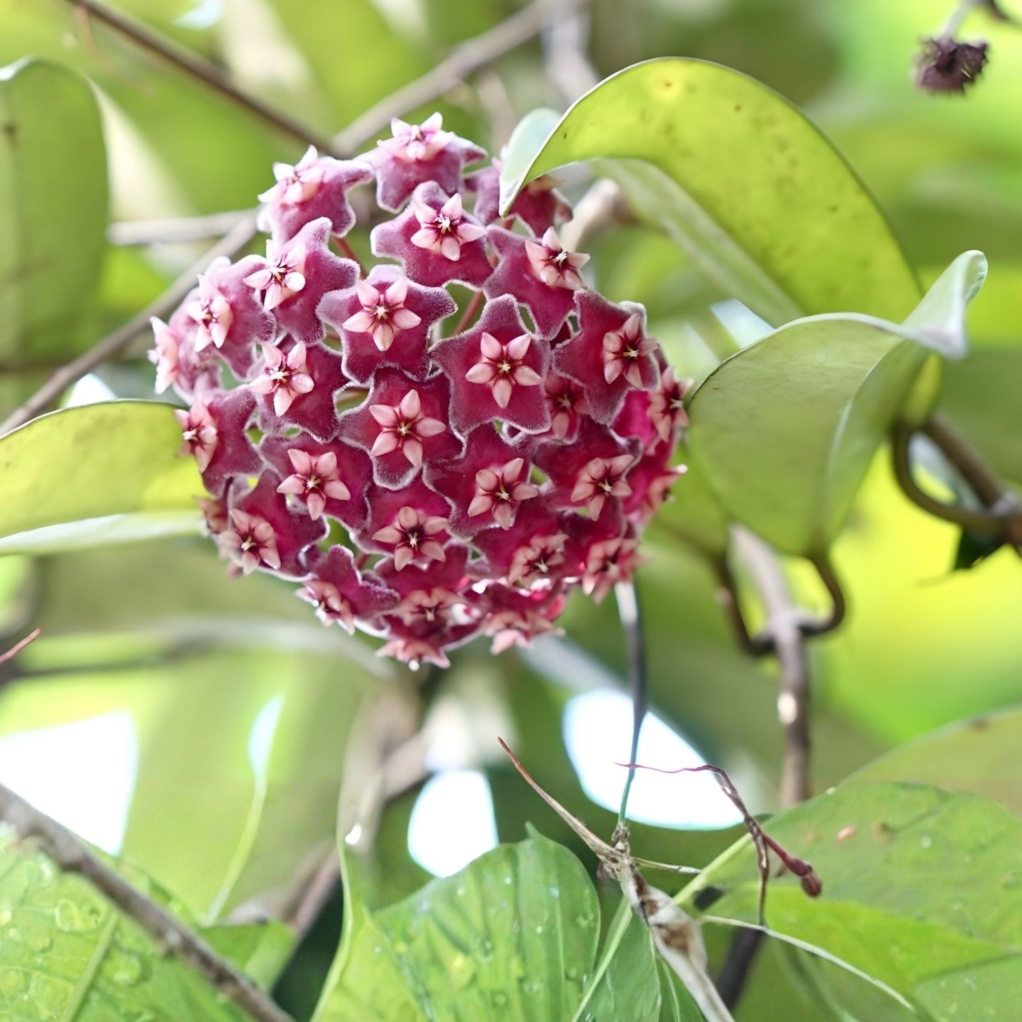 Hoya Engleriana Cutting - 4 Nodes - Rare Tropical Indoor Houseplant - Hoya Carnosa - Live Plant Propagation Material