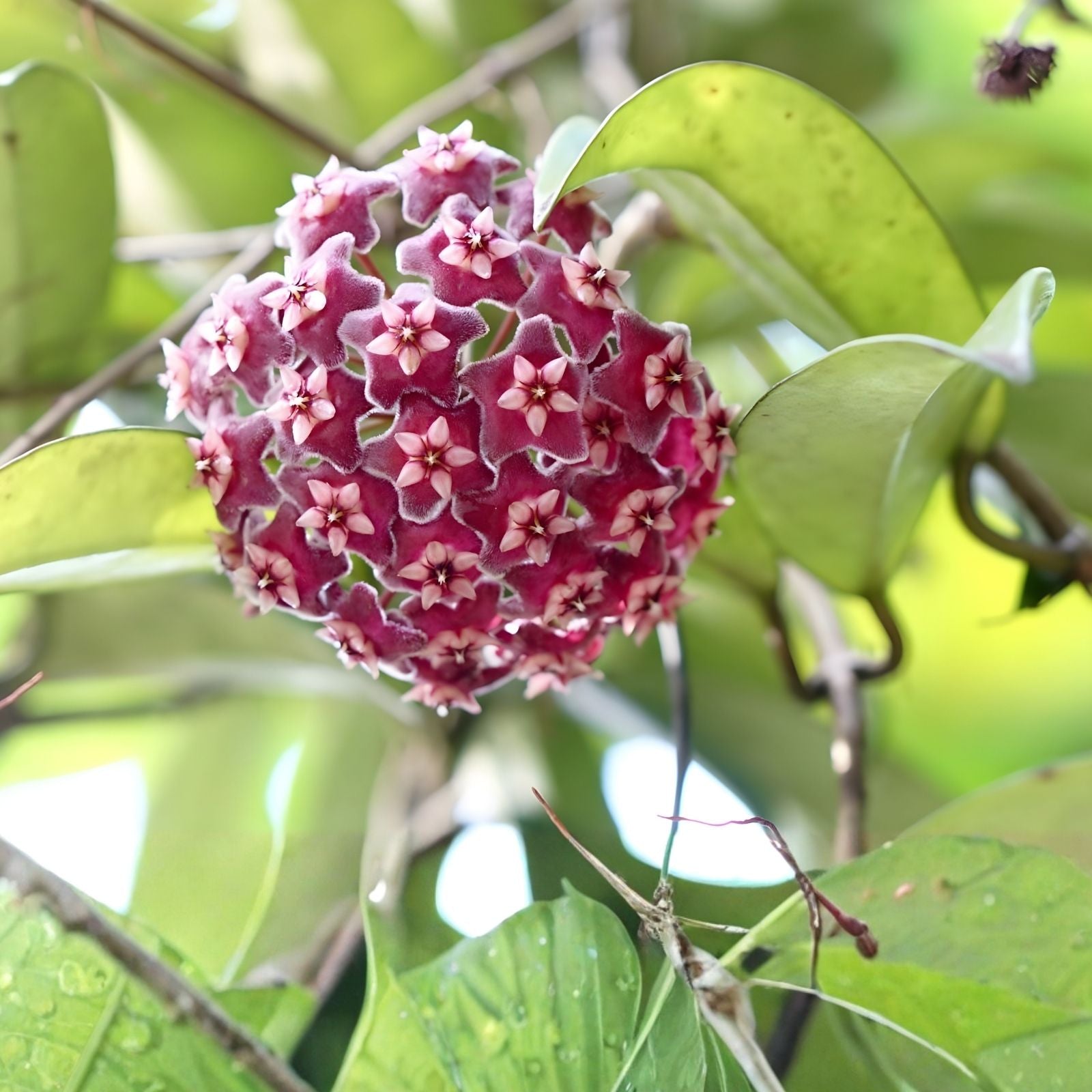 Hoya Engleriana Cutting - 4 Nodes - Rare Tropical Indoor Houseplant - Hoya Carnosa - Live Plant Propagation Material