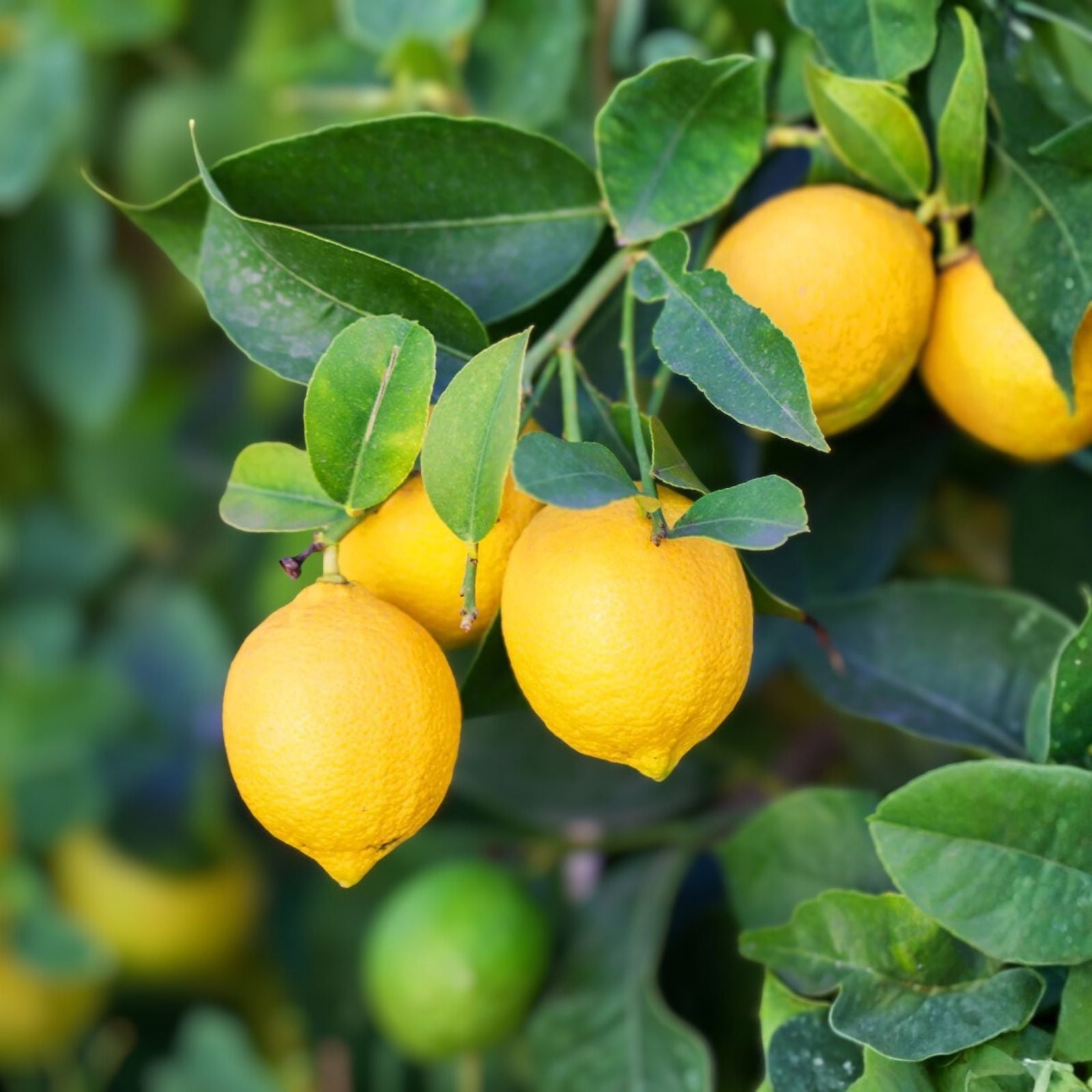 Meyer Lemon Cutting & Fukushu Changshou Kumquat Unrooted Plant Cuttings - Citrus × meyeri & Fortunella margarita