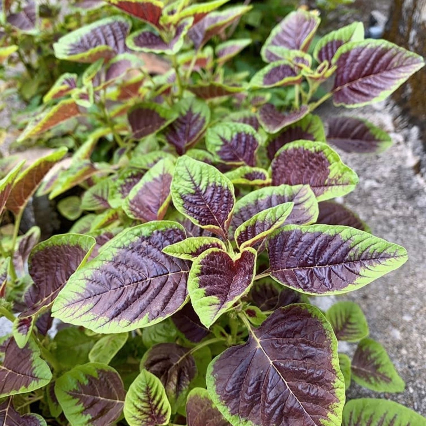 Striped Spinach Seeds 500+ Heirloom Planting Seeds Spinacia oleracea Grows Well in Iowa, USA