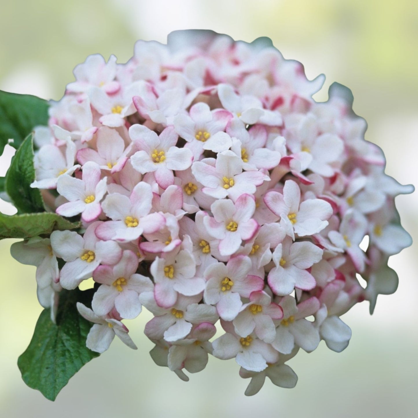 Viburnum Live Plant 24-36 Inches Burkwood 'Mohawk' Deciduous Shrub with Fragrant Flowers Viburnum × burkwoodii
