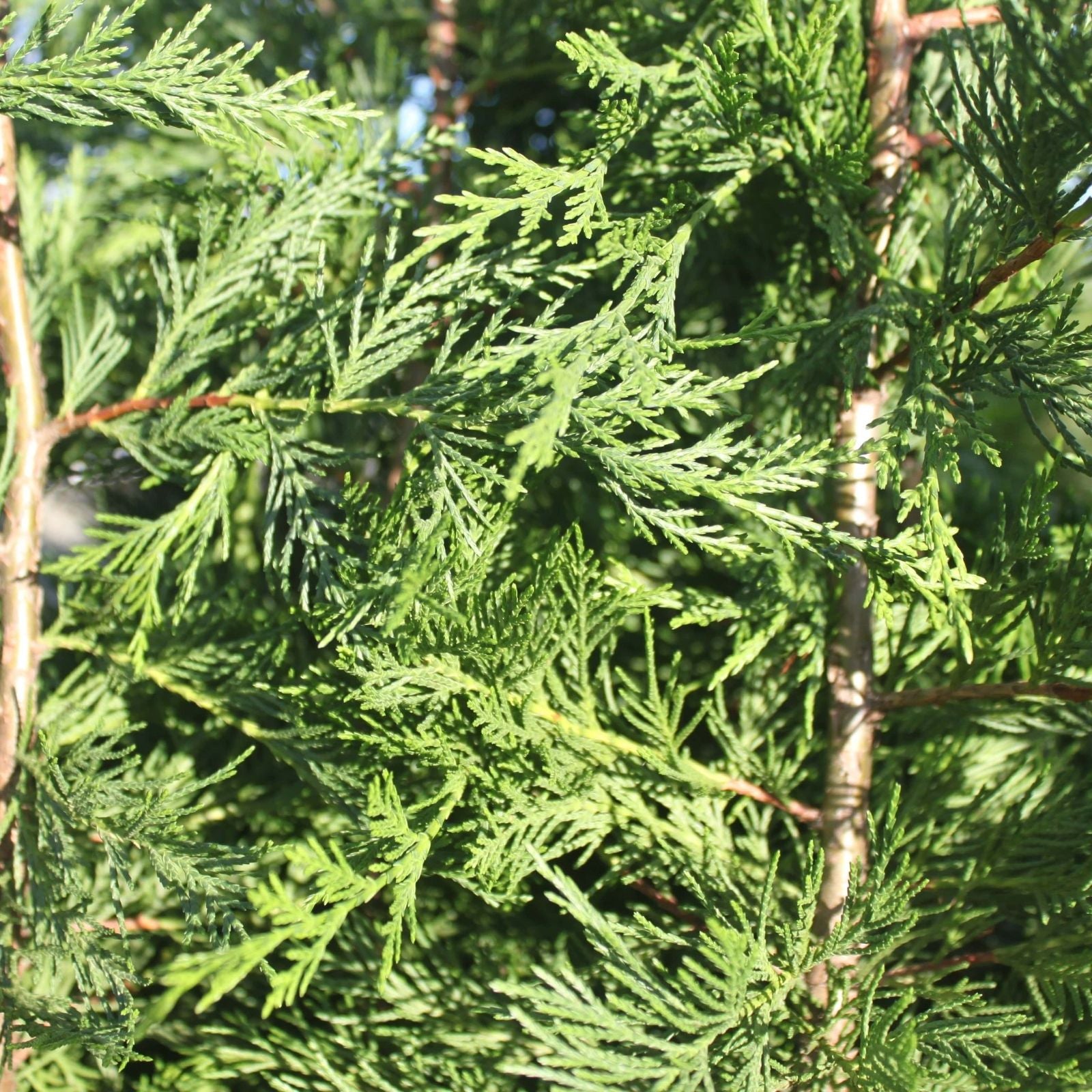 Fresh Leyland Cypress Tree Cuttings 7-8" | Fast Growing Privacy Screen | Chamaecyparis x leylandii